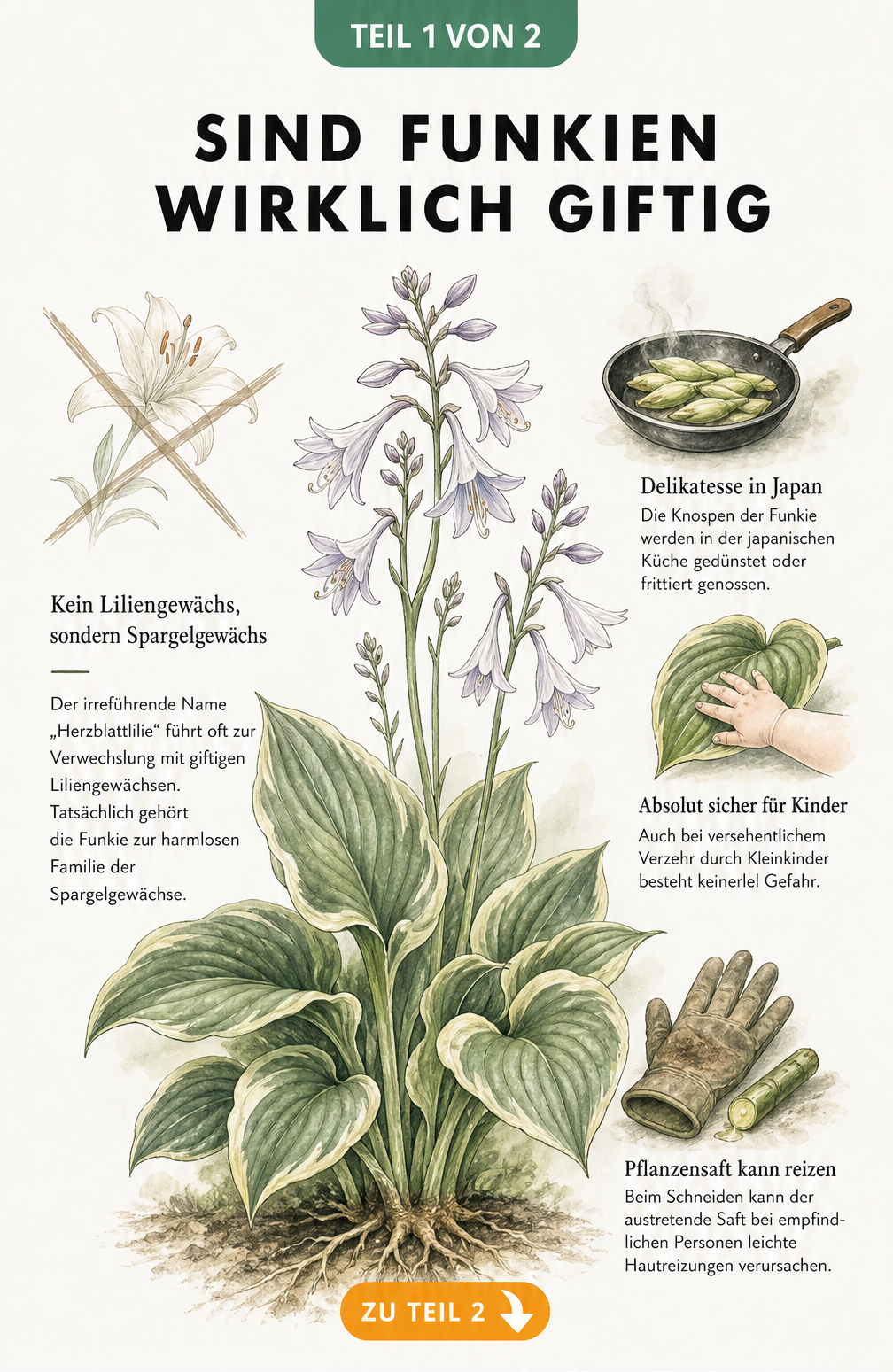 Botanische Zeichnung einer Funkie, die zeigt, dass sie zur Familie der Spargelgewächse gehört und für Menschen ungiftig ist.