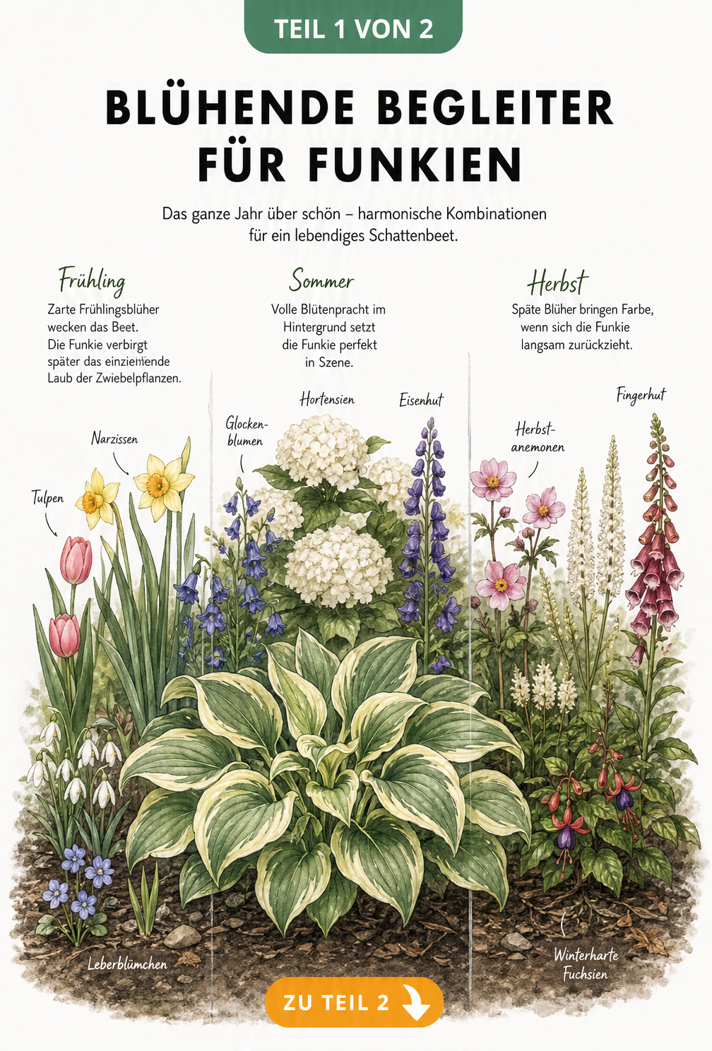 Illustration eines Beetes mit Funkien, Farnen und Schattengräsern im Querschnitt