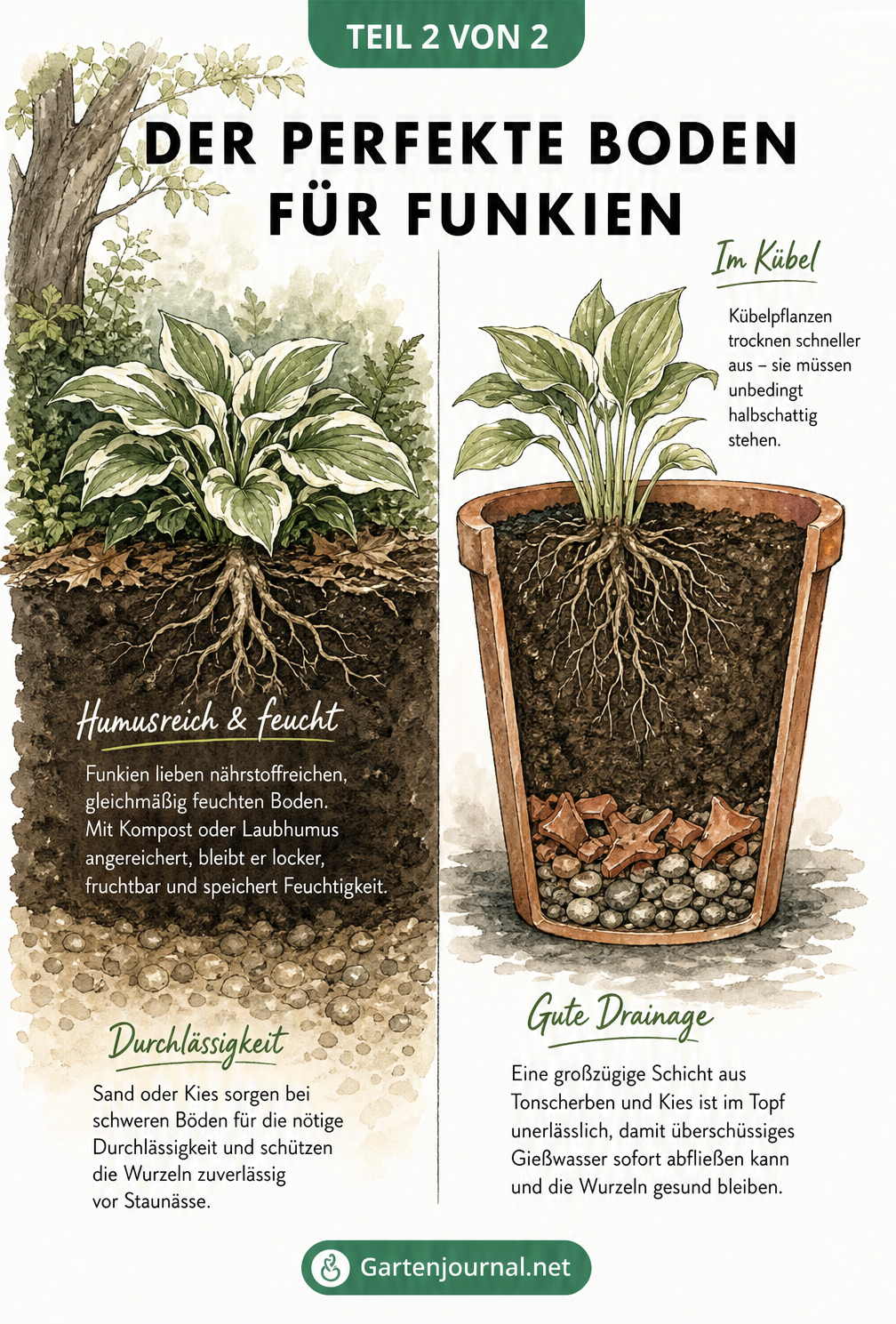 Querschnitt durch Gartenboden und Terrakottatopf mit Funkien und Erdschichten