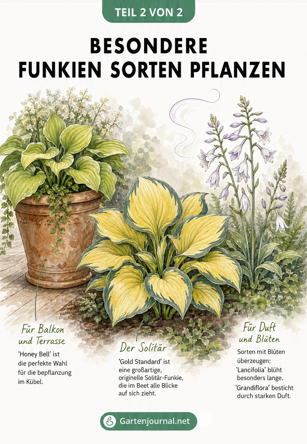 Illustration verschiedener Funkien-Pflanzsituationen: im Kübel, als Solitär im Beet und mit auffälligen Blüten