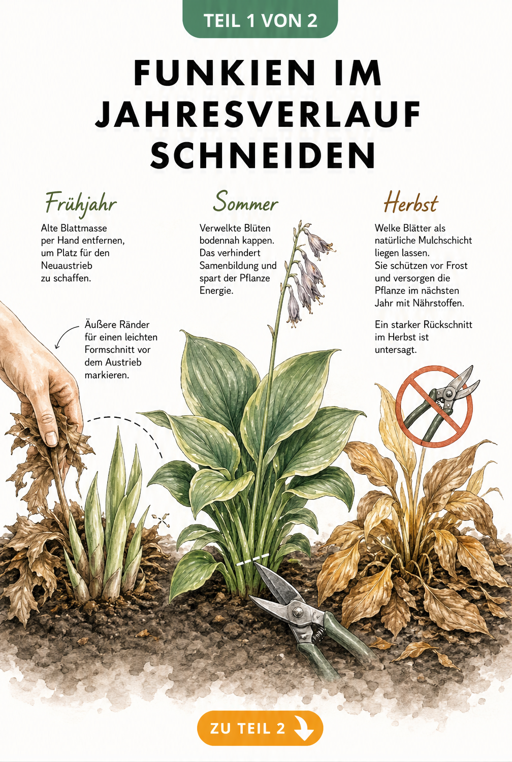Illustration einer Funkie im Jahresverlauf: Frühjahrsaustrieb, Blüte im Sommer und welkes Laub im Herbst als Frostschutz.