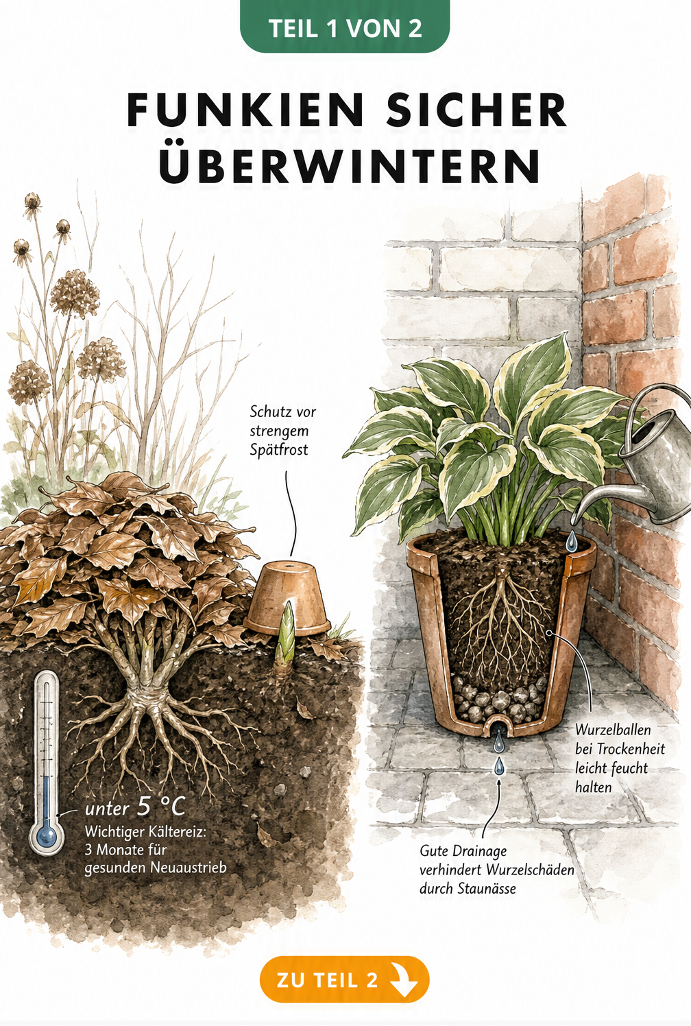 Funkien sicher überwintern als Infografik