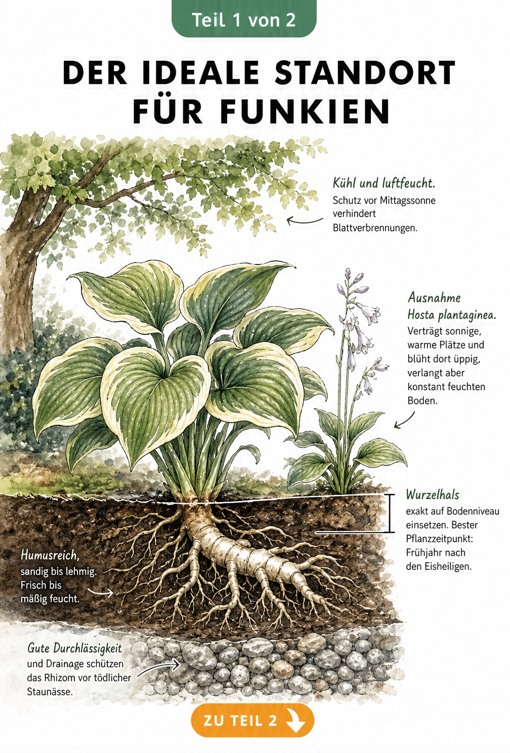 Botanische Querschnitt-Illustration eines Gartenbeets mit einer Funkie im Halbschatten und Darstellung des Wurzelwerks im Boden