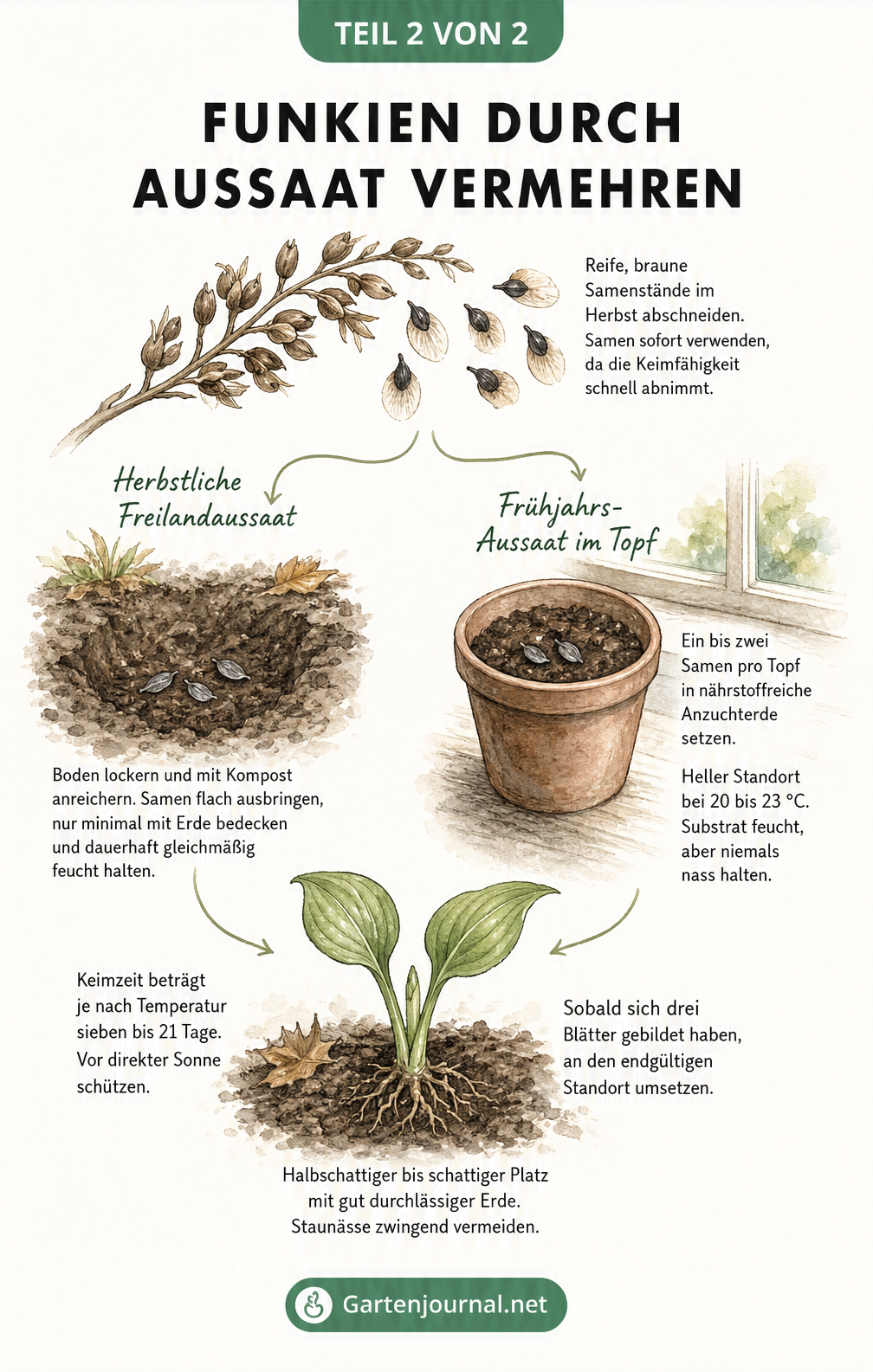 Illustration zur Vermehrung von Funkien durch Aussaat: Samen im Herbst ernten, im Freiland oder Topf aussäen und Jungpflanzen auspflanzen.