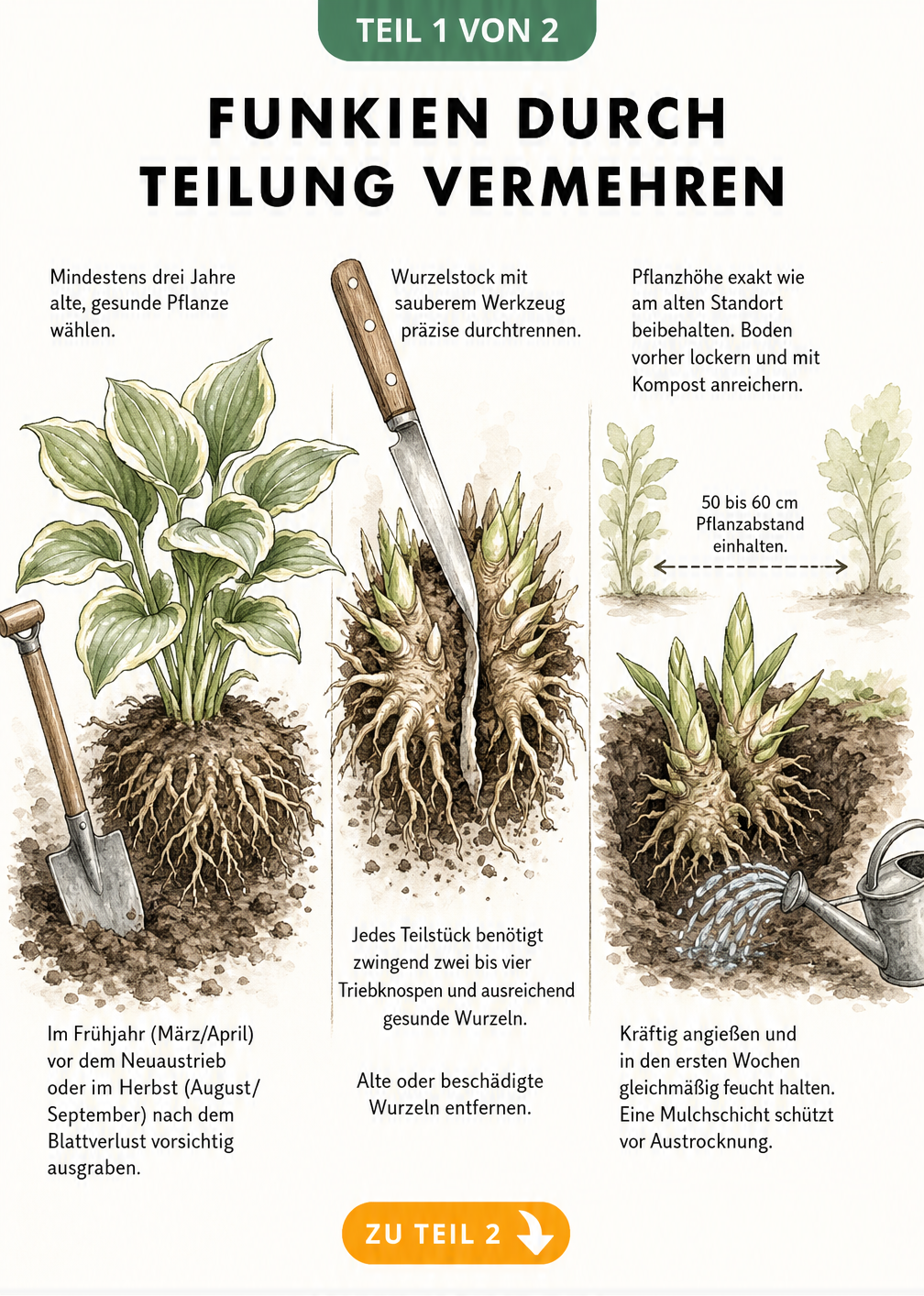 Illustration zur Vermehrung von Funkien durch Teilung: Mutterpflanze ausgraben, Wurzelstock mit Messer durchtrennen und Teilstücke einpflanzen.