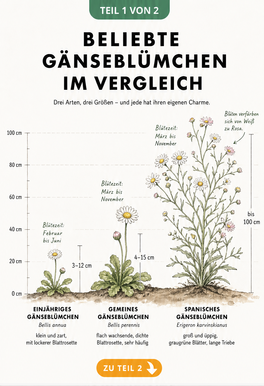 Vergleich von drei beliebten Gänseblümchen-Arten: Einjähriges, Gemeines und Spanisches Gänseblümchen mit Wuchshöhen und Blütezeiten