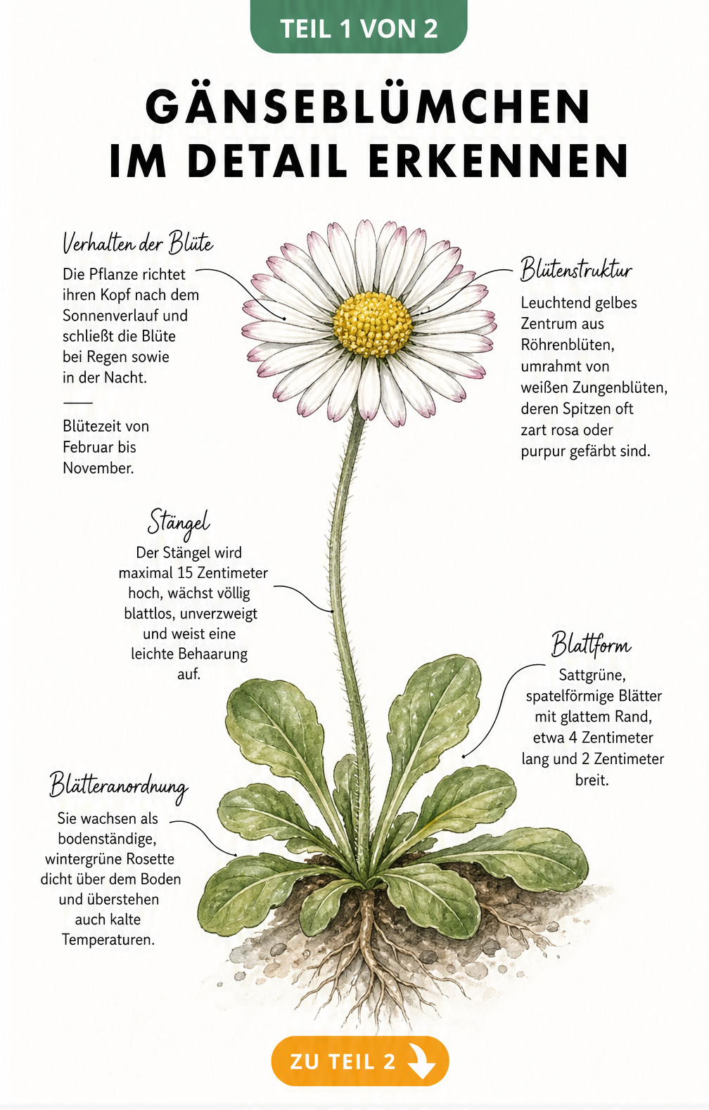 Botanische Illustration eines Gänseblümchens mit Details zu Blüte, Stängel und Blättern