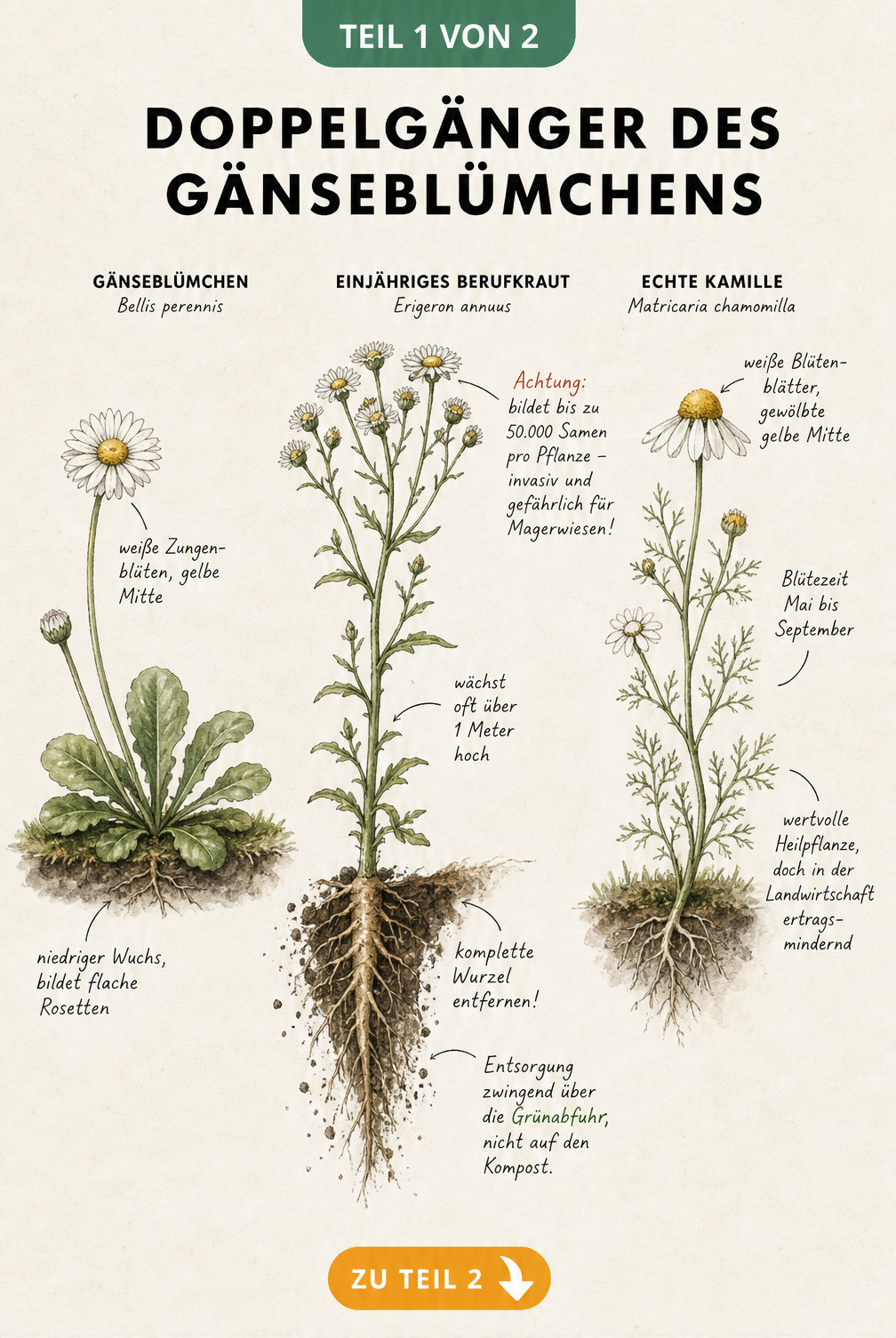 Botanische Illustration von Gänseblümchen, Einjährigem Berufkraut und Echter Kamille mit Hinweisen zur Unterscheidung und Entsorgung