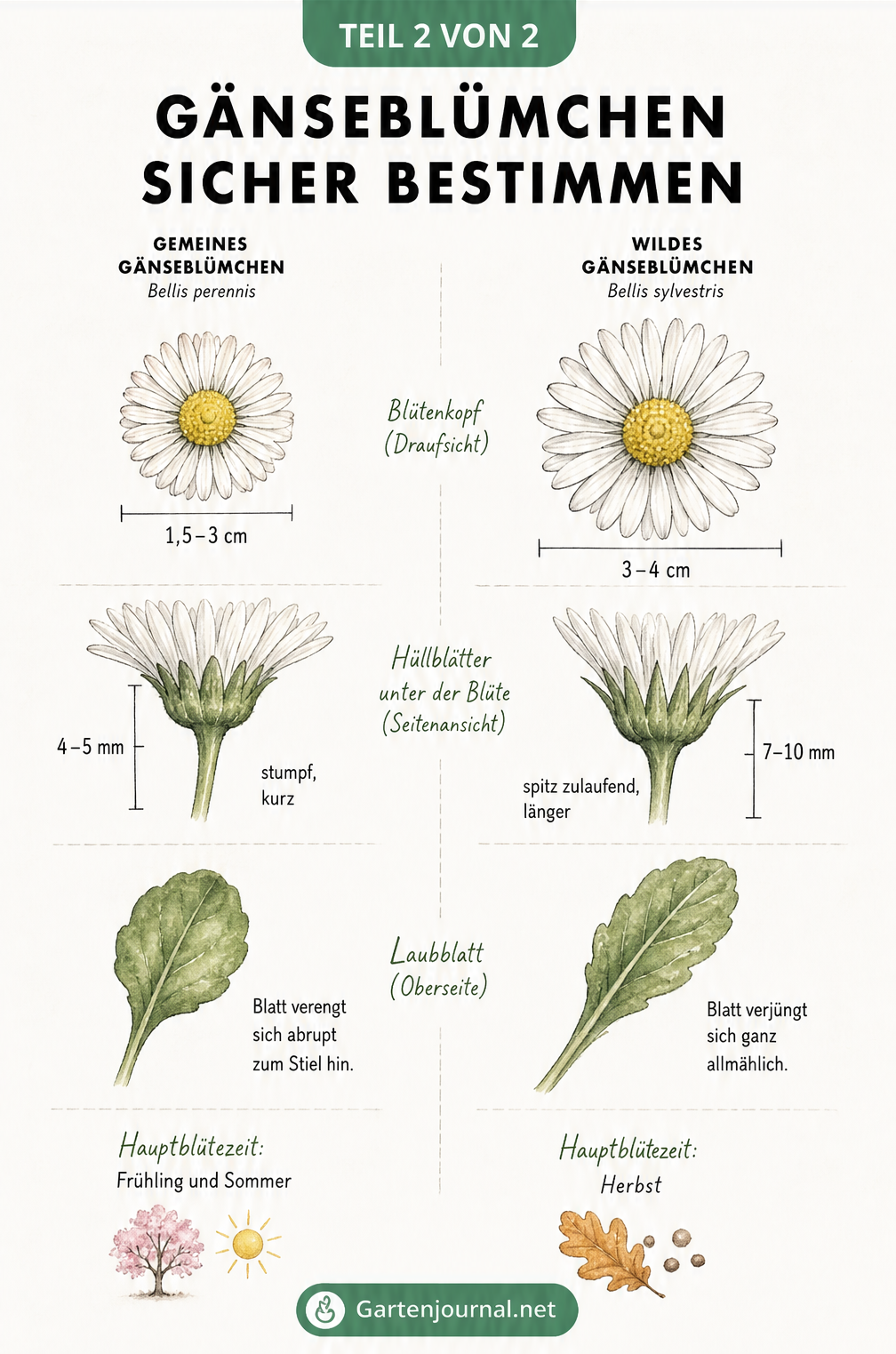 Detailvergleich zur Bestimmung von Gemeinem Gänseblümchen und Wald-Gänseblümchen anhand von Blüten, Hüllblättern und Laubblättern