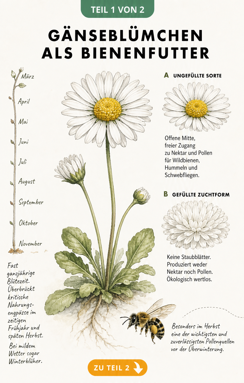 Botanische Illustration eines ungefüllten Gänseblümchens mit Zeitstrahl zur Blütezeit und einer Wildbiene im Anflug