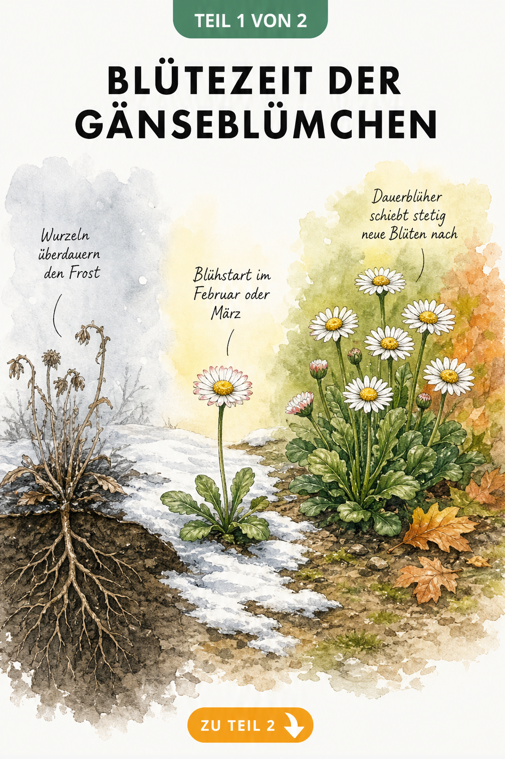 Botanische Querschnitts-Landschaft zeigt die Entwicklung des Gänseblümchens vom Winter bis zum Herbst