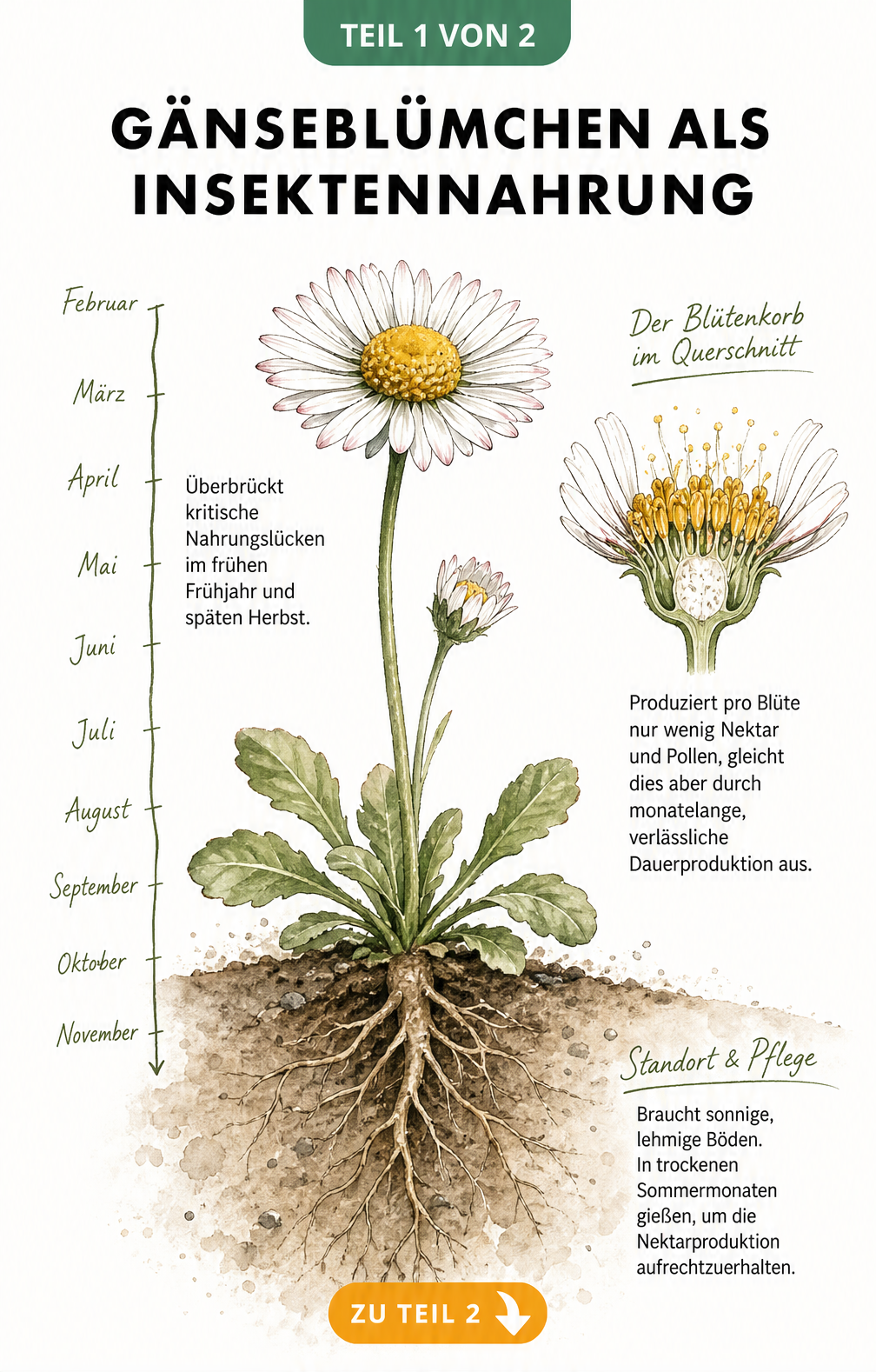 Botanische Illustration eines Gänseblümchens mit Wurzeln, Blüte und Zeitleiste der Blütezeit von Februar bis November.