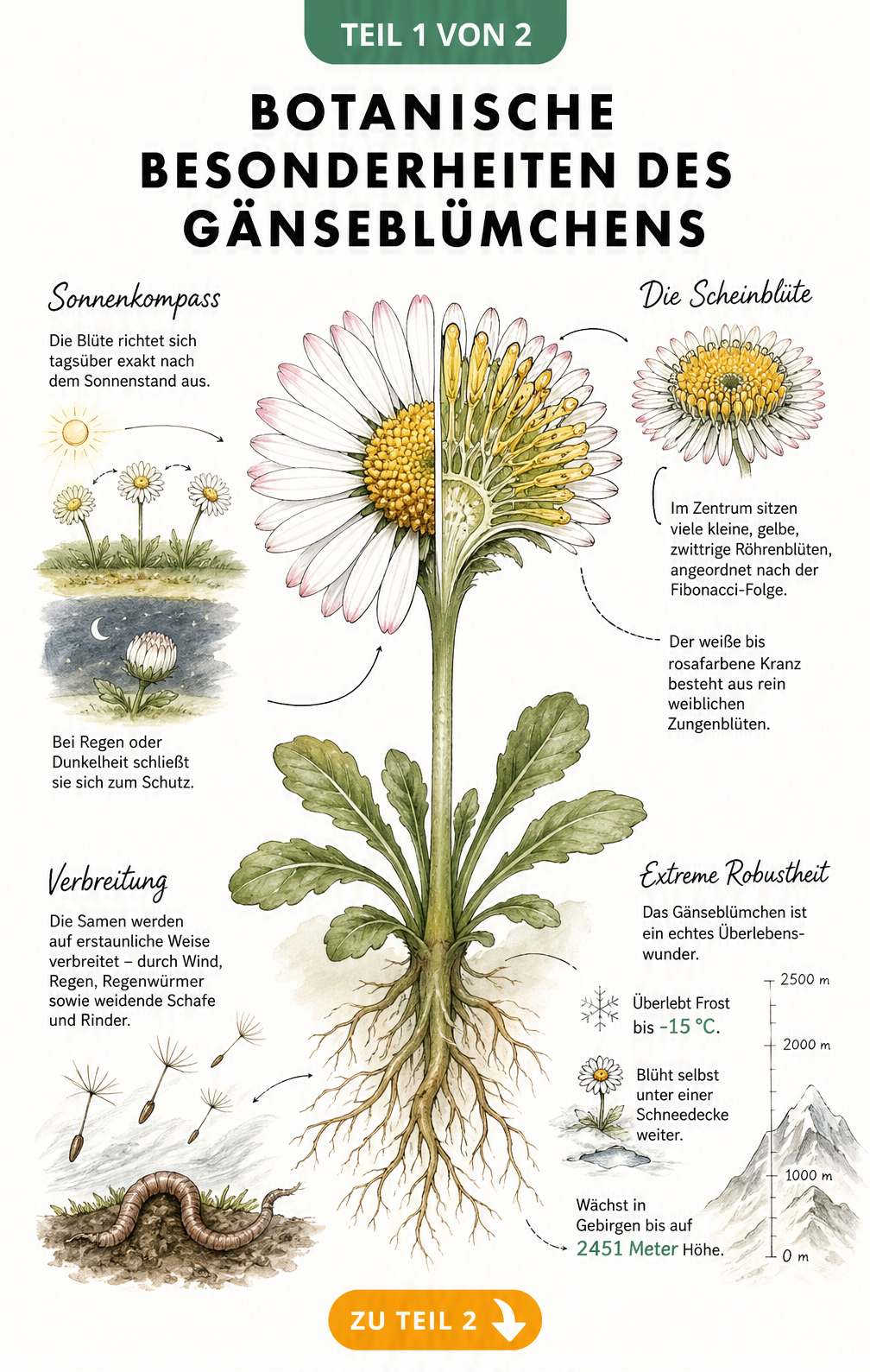 Botanische Illustration eines Gänseblümchens mit Details zu Scheinblüte, Sonnenkompass, Robustheit und Verbreitung