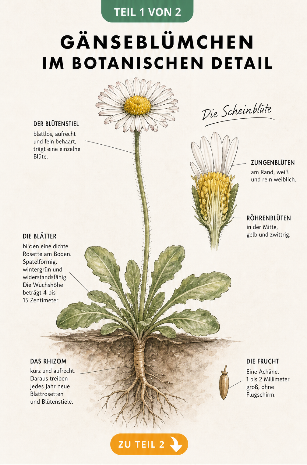 Botanische Illustration eines Gänseblümchens mit Wurzeln, Blättern und Blütenquerschnitt