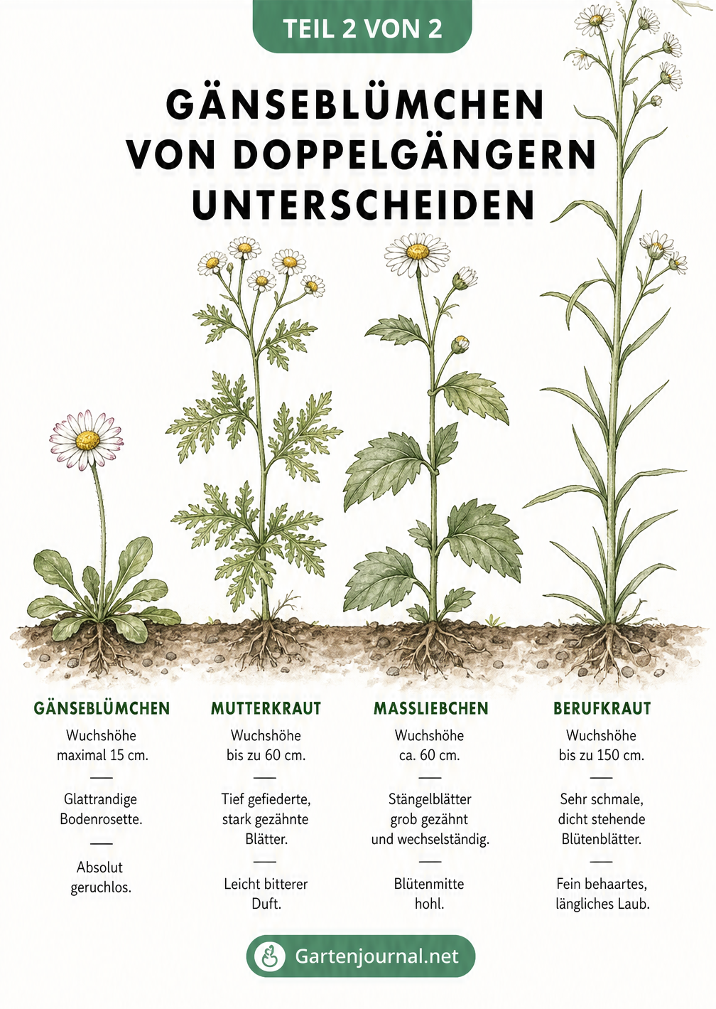Größen- und Blattvergleich zwischen Gänseblümchen, Mutterkraut, Maßliebchen und Berufkraut