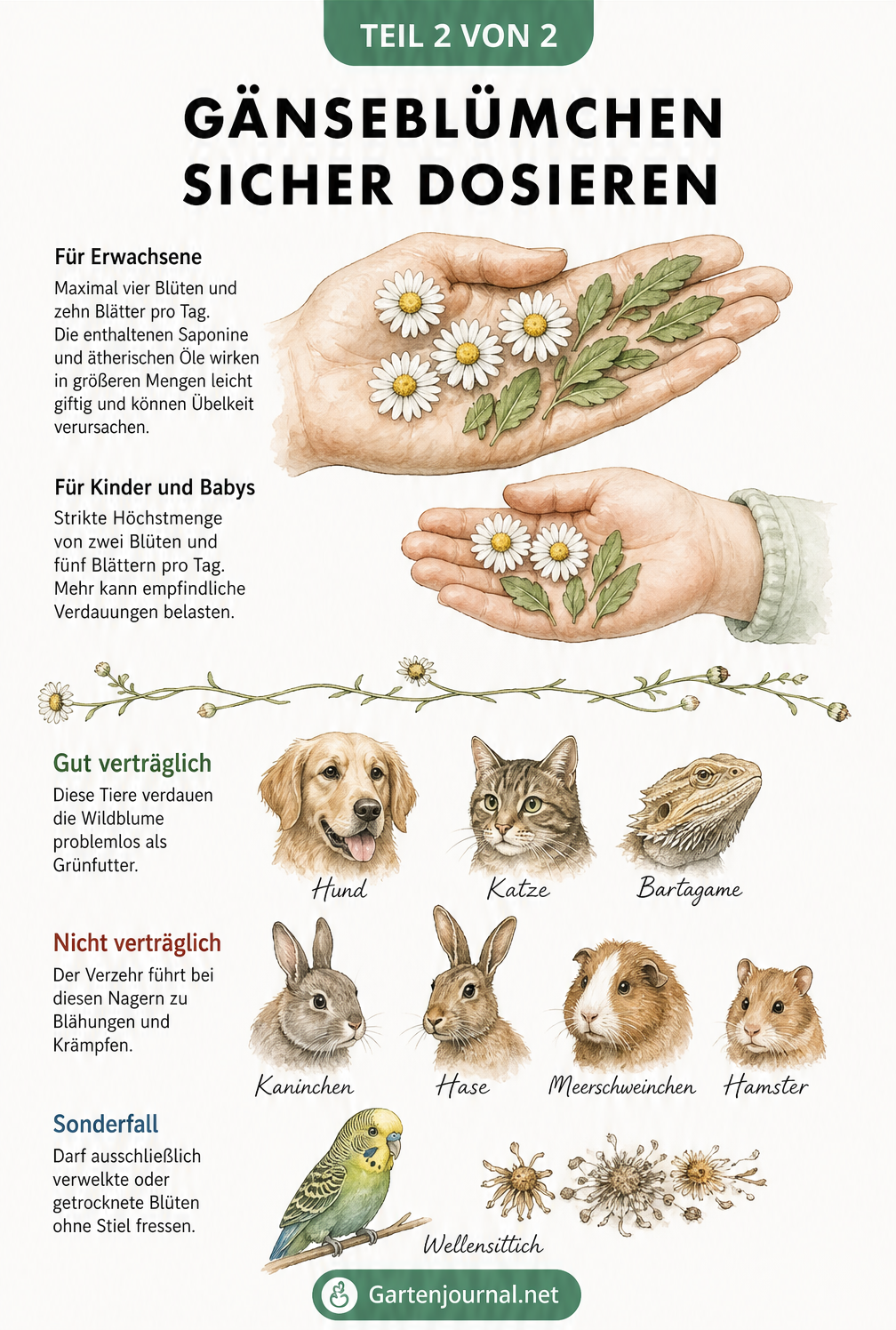 Illustration zur sicheren Dosierung von Gänseblümchen für Erwachsene, Kinder und verschiedene Haustiere.
