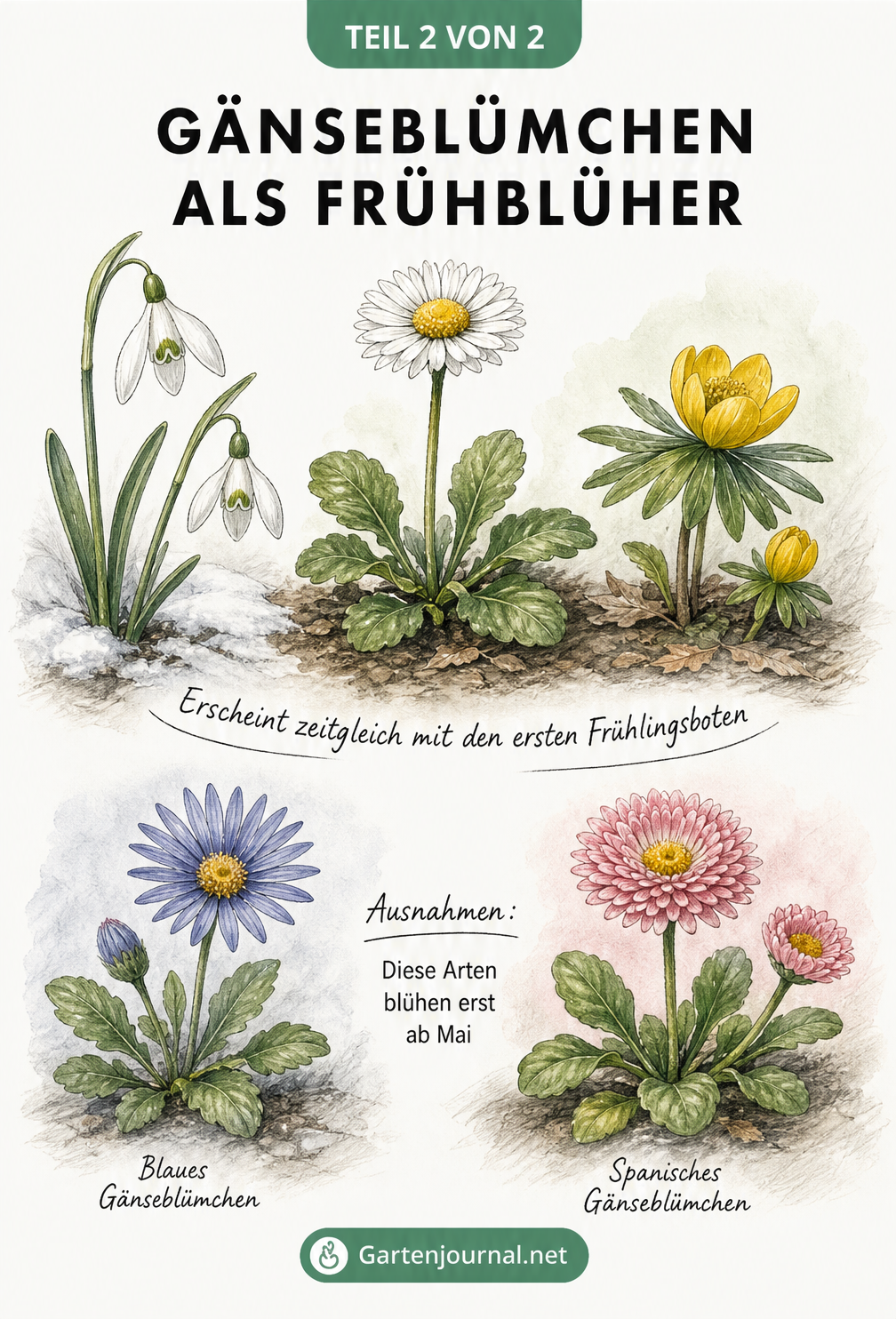 Illustration von Gänseblümchen, Schneeglöckchen und Winterling sowie spätere Arten wie das Blaue und Spanische Gänseblümchen
