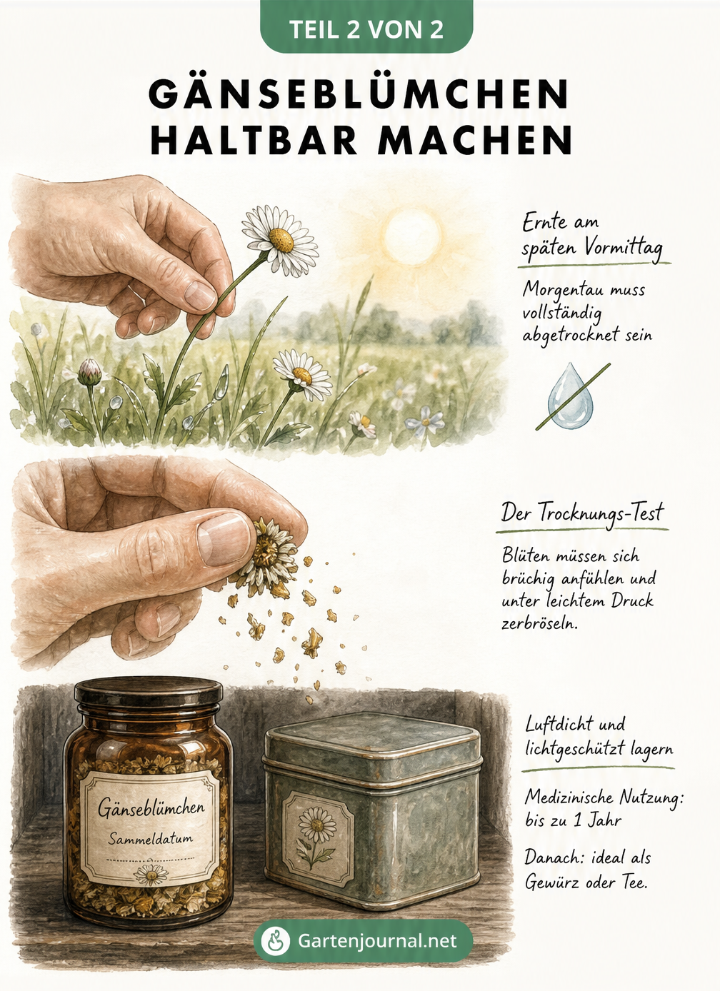 Illustration zum Haltbarmachen von Gänseblümchen: Ernte, Trocknungs-Test und Lagerung in Braunglas oder Blechdose