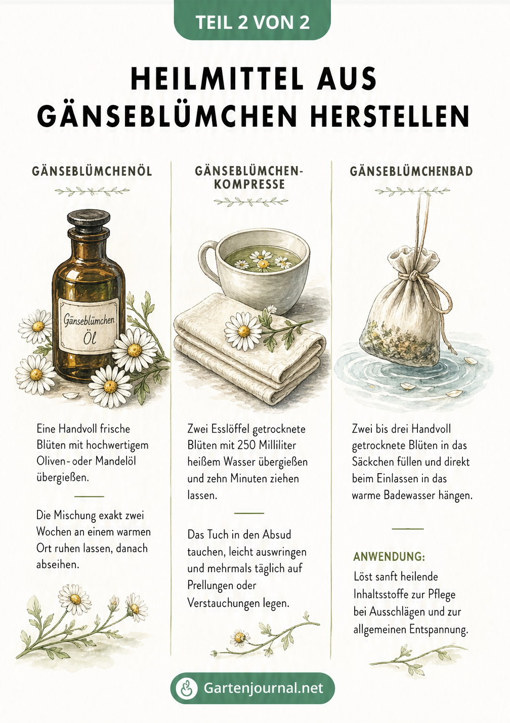 Illustration zur Herstellung von Gänseblümchenöl, Gänseblümchenkompressen und Gänseblümchenbädern