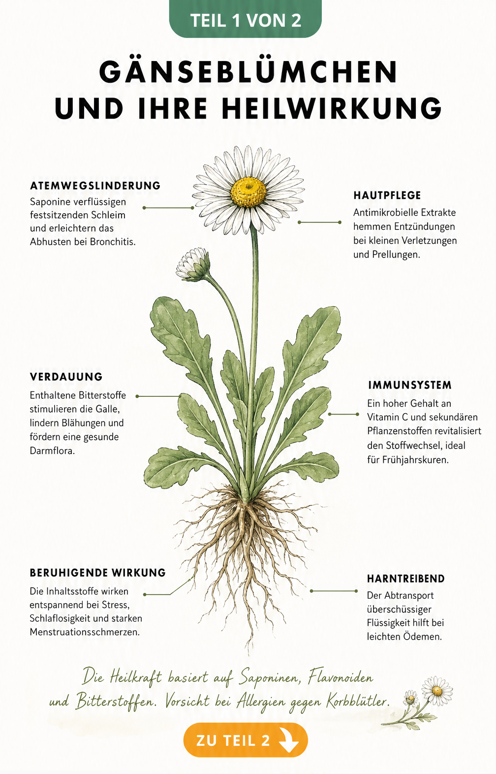 Botanische Illustration eines Gänseblümchens mit Erklärungen zur Heilwirkung auf Atemwege, Haut, Verdauung und Immunsystem