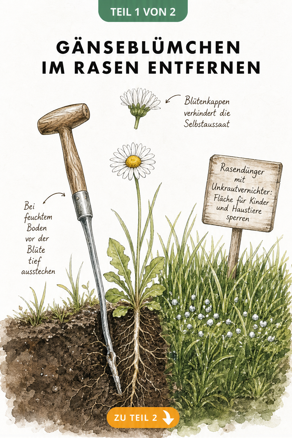 Querschnitt eines Rasens mit Gänseblümchen: Links mechanisches Ausstechen mit Löwenzahnstecher, rechts chemische Bekämpfung mit Dünger.