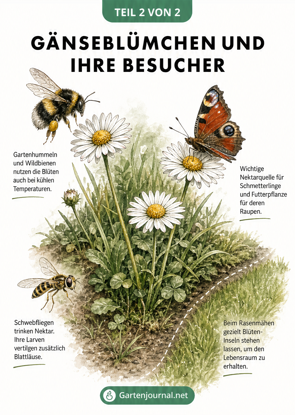 Illustration einer ungemähten Rasen-Insel mit Gänseblümchen, besucht von Gartenhummel, Tagpfauenauge und Schwebfliege.