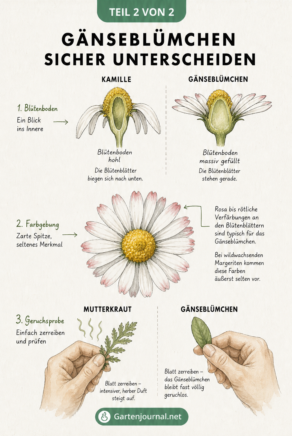 Detailansichten zur Unterscheidung von Gänseblümchen: Schnitt durch die Blüte, Farbdetails der Blütenblätter und Geruchsprobe beim Zerreiben der Blätter.