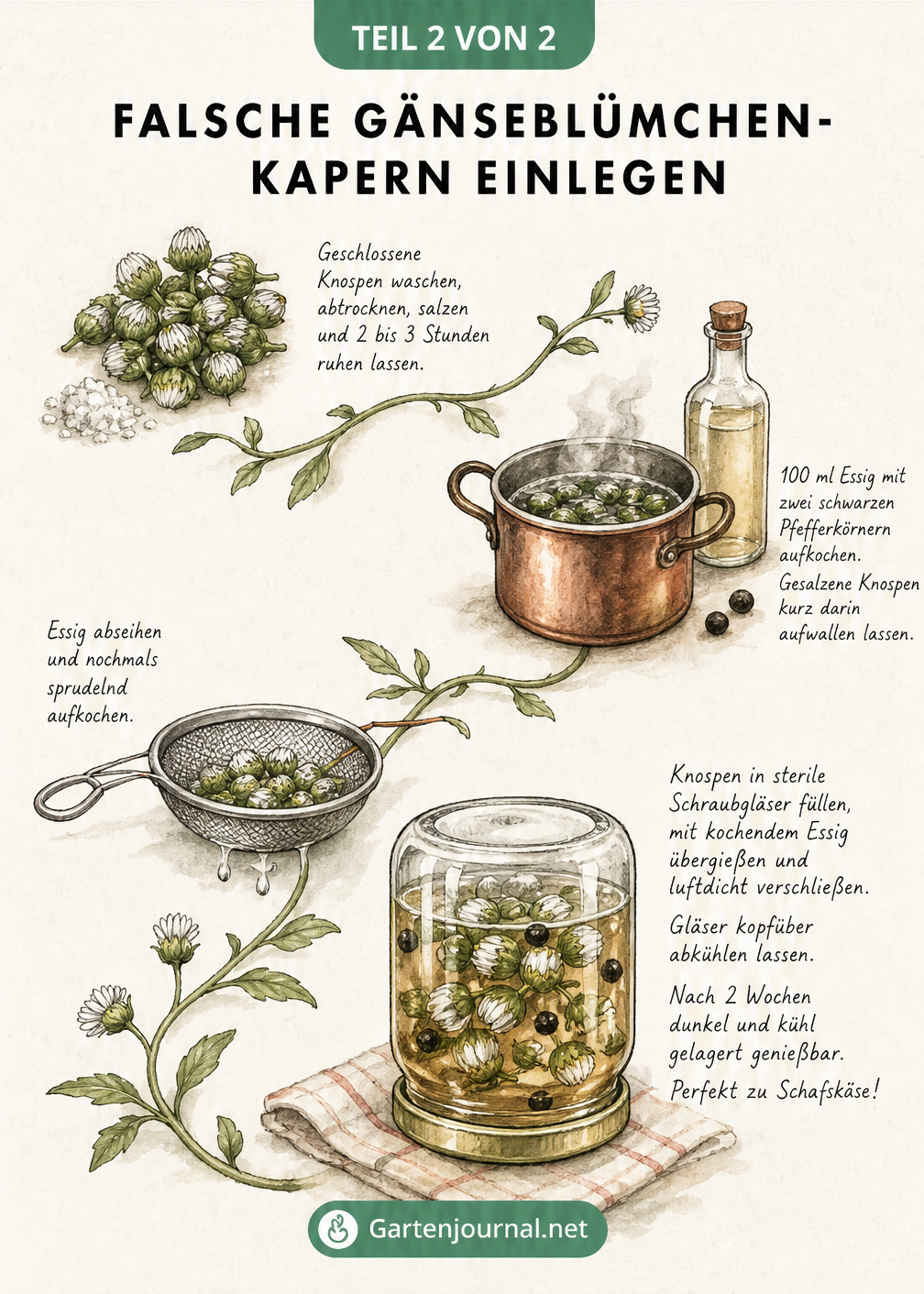 Illustration zur Zubereitung von falschen Kapern aus Gänseblümchenknospen