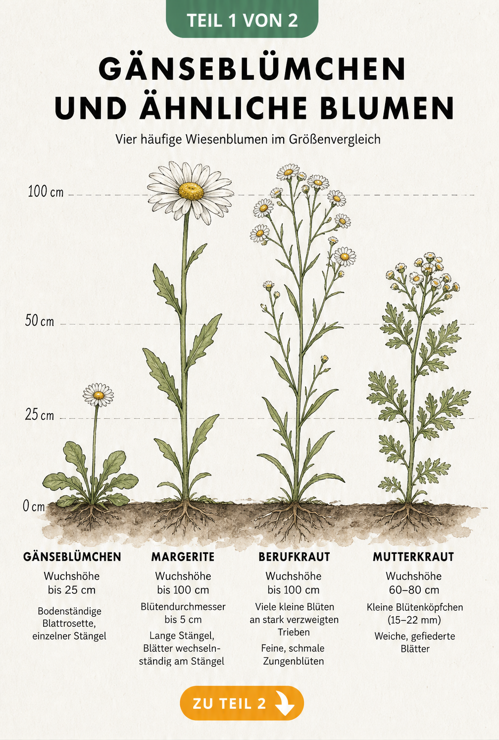 Botanische Schautafel, die Gänseblümchen, Margerite, Berufkraut und Mutterkraut im direkten Größenvergleich zeigt.