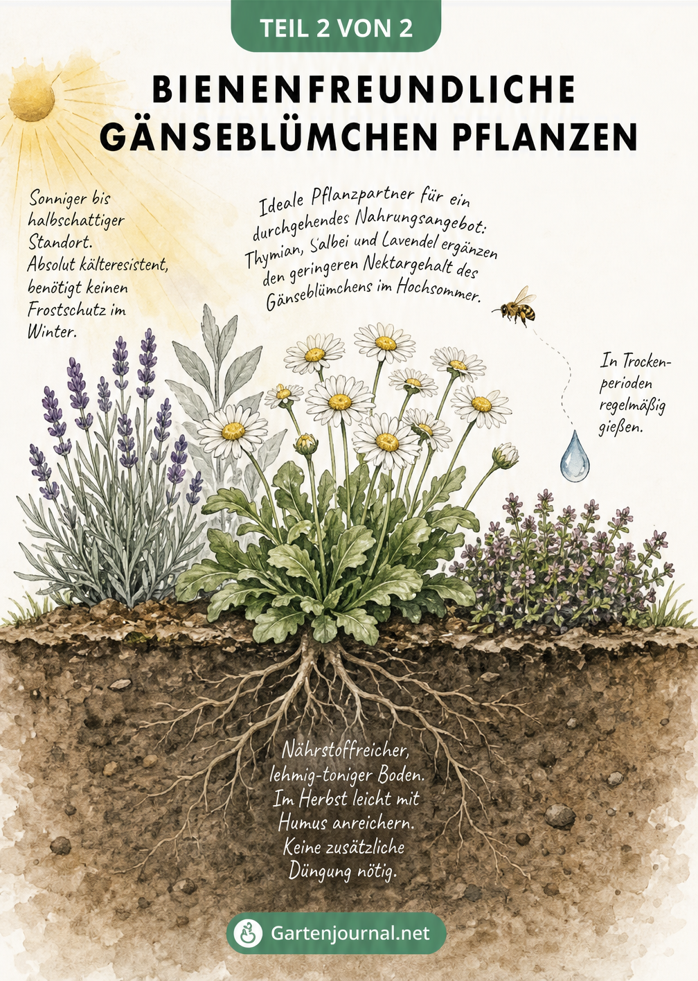 Garten-Schnittzeichnung eines Gänseblümchens mit Wurzeln im Erdreich und Pflanzpartnern wie Lavendel und Thymian