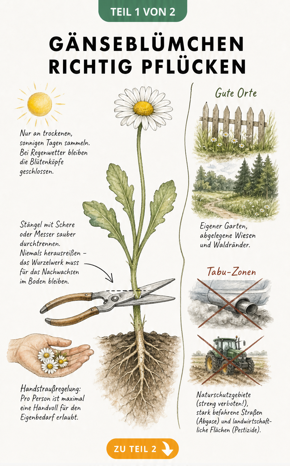 Botanische Illustration eines Gänseblümchens, das mit einer Schere über dem Boden abgeschnitten wird, mit Tipps zu Wetter, Menge und Standort.