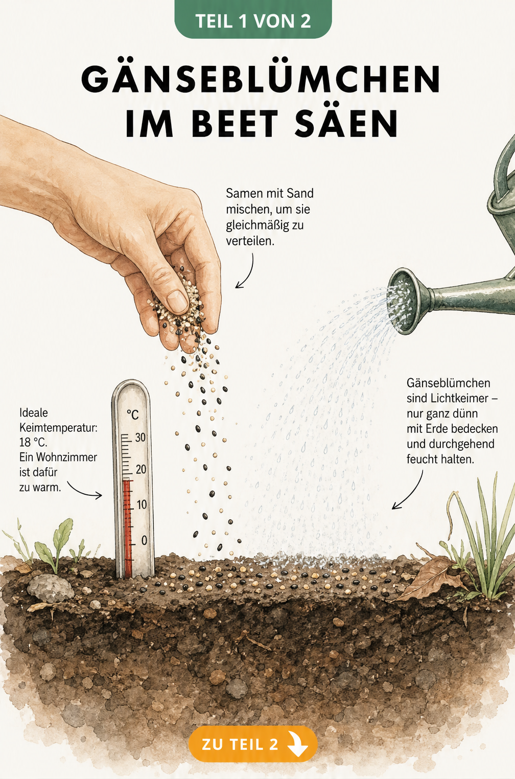 Illustration eines Gartenbodens im Querschnitt, auf dem Gänseblümchensamen mit Sand gemischt ausgesät und leicht bewässert werden.