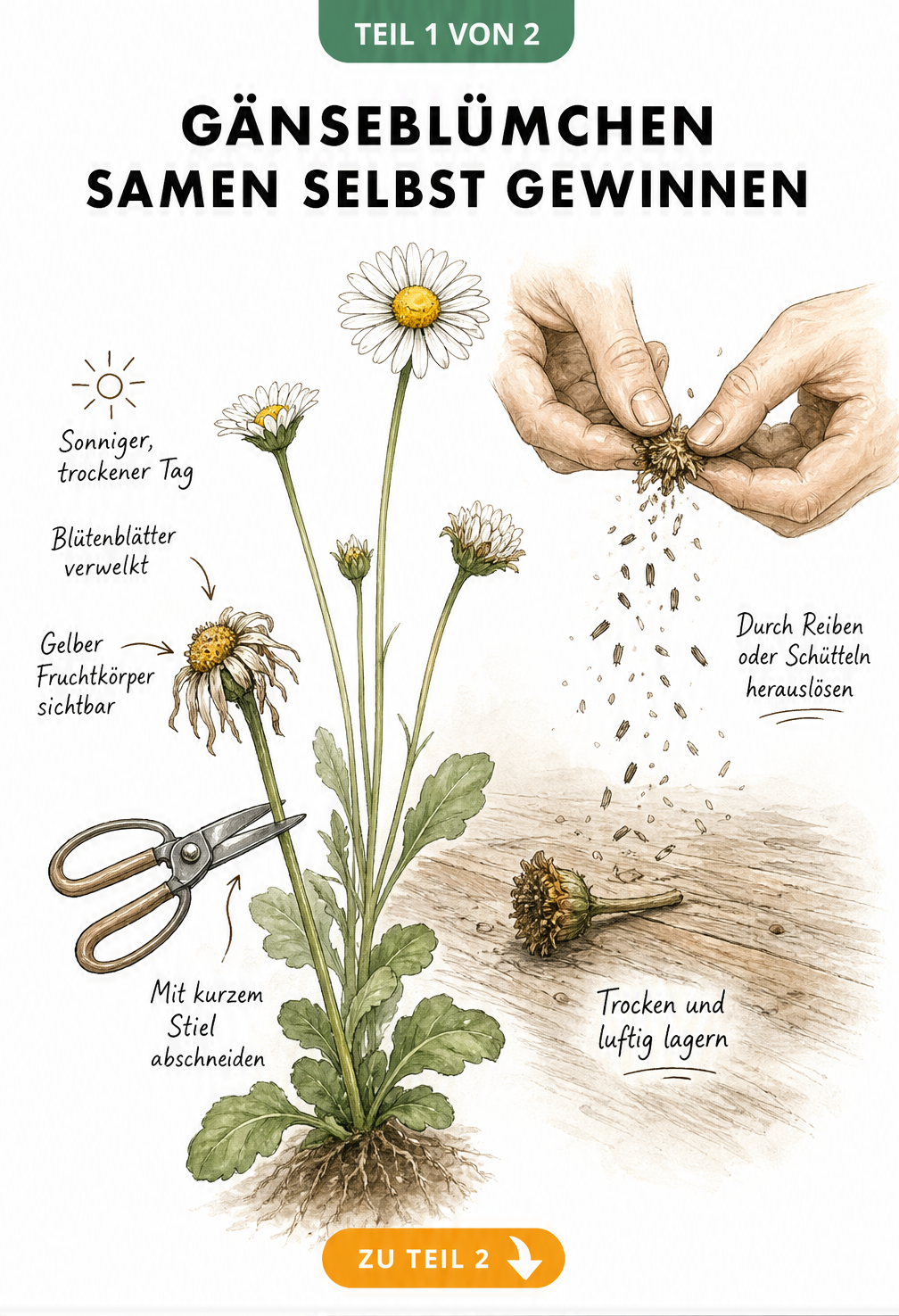 Botanische Illustration zur Gewinnung von Gänseblümchen-Samen: Verblühte Blüte abschneiden, trocknen und Samen herausreiben.