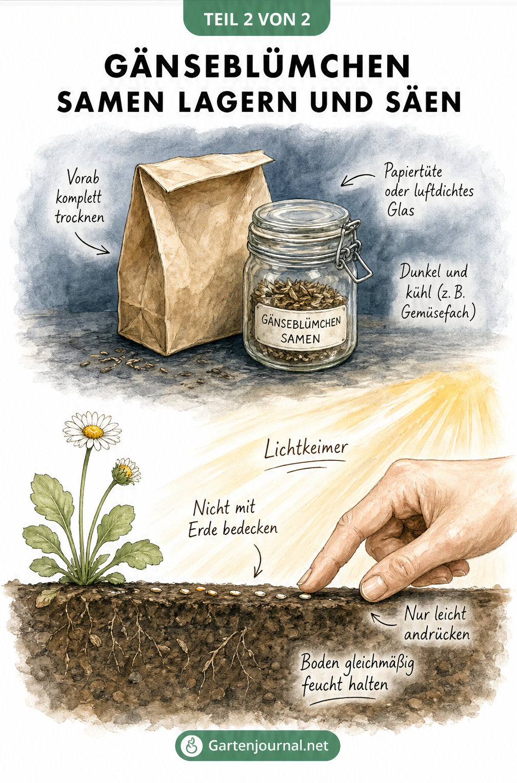 Illustration zur Lagerung und Aussaat von Gänseblümchen-Samen: Trockene Samen in Papiertüte lagern und als Lichtkeimer auf die Erde streuen.