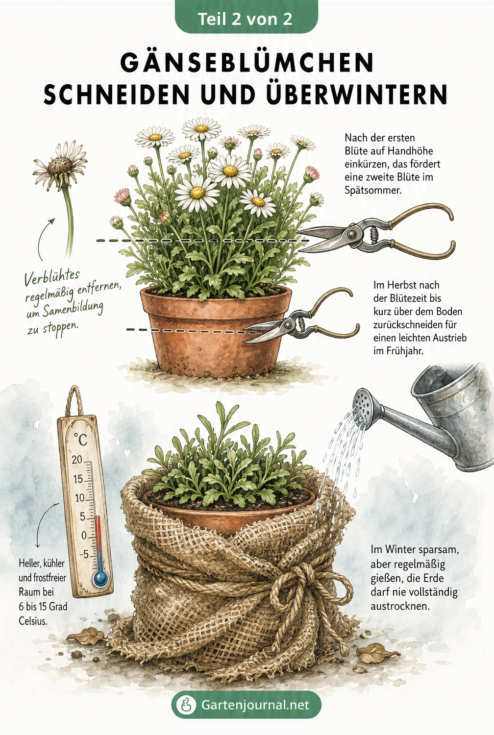 Illustration zum Rückschnitt von Gänseblümchen im Sommer und Herbst sowie zur Überwinterung im Topf mit Juteschutz.