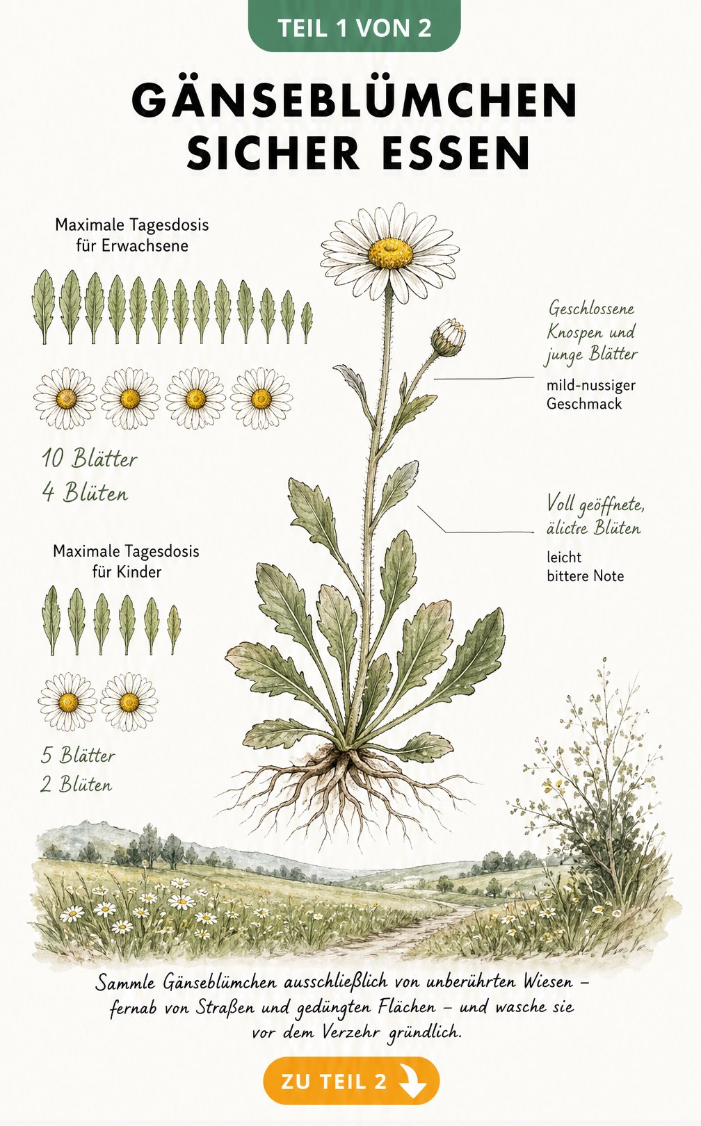 Botanische Illustration eines Gänseblümchens mit Angaben zur sicheren Tagesdosis für Erwachsene und Kinder sowie Hinweisen zum Geschmack der Pflanzenteile.