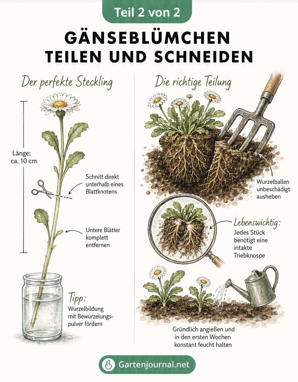 Detailansicht zum Schneiden von Gänseblümchen-Stecklingen und zur richtigen Teilung des Wurzelballens.