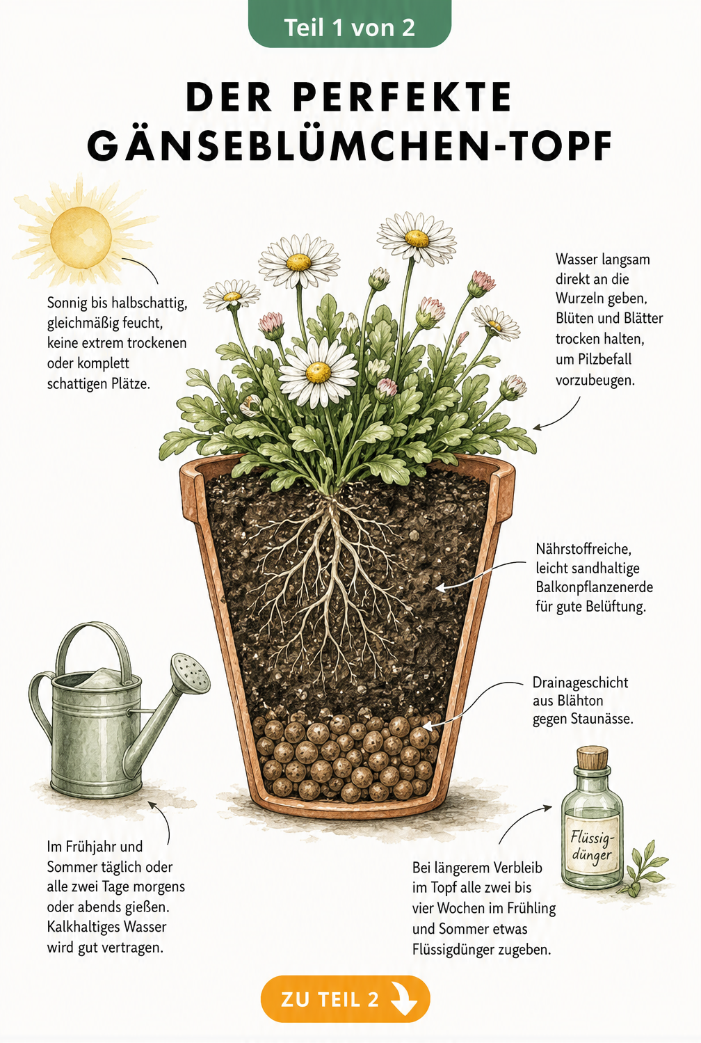 Querschnitt eines bepflanzten Terrakottatopfs mit Gänseblümchen, der die richtige Erde, Drainageschicht und Gießtechnik zeigt.