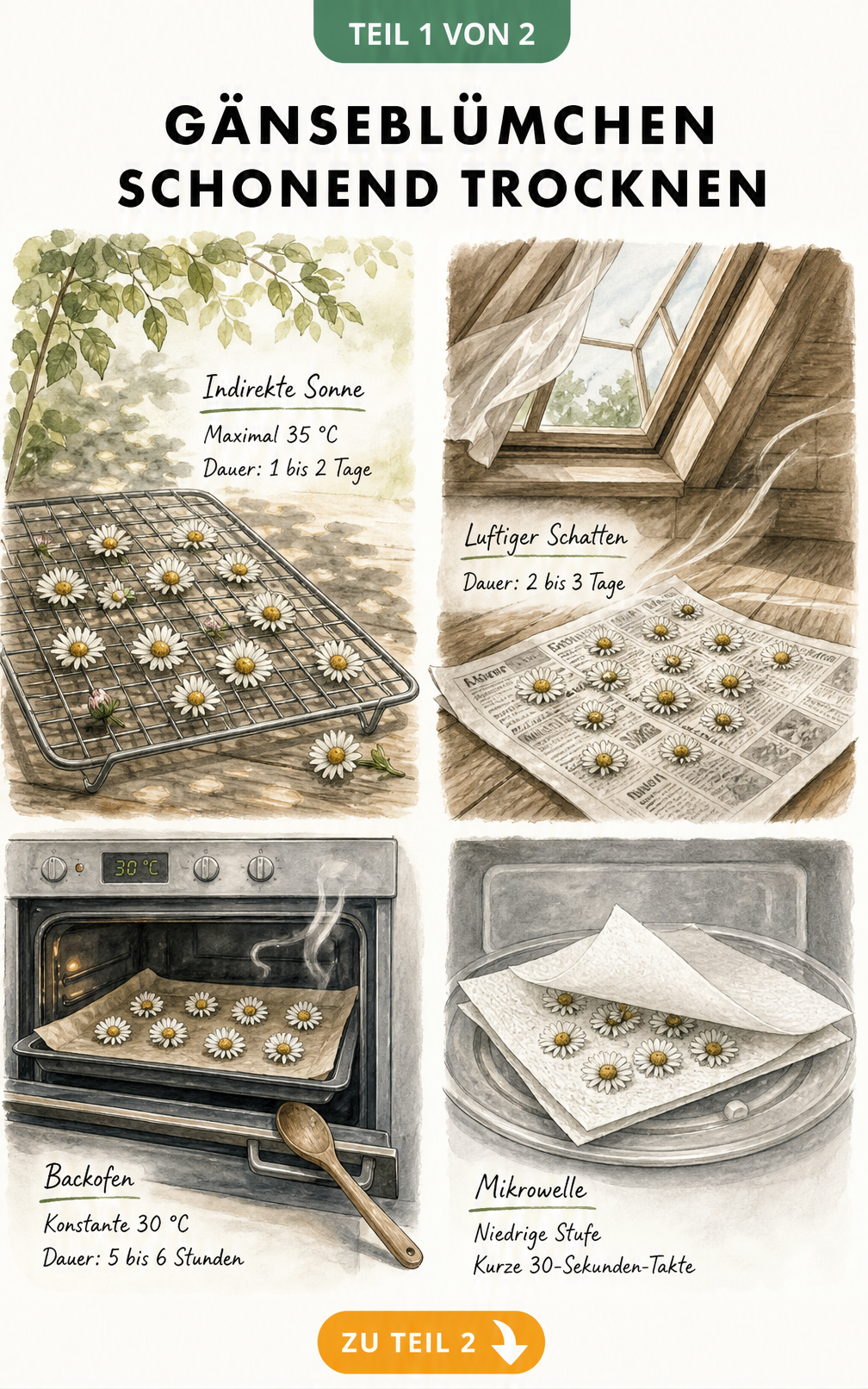 Illustration von vier Methoden zum Trocknen von Gänseblümchen: in der Sonne, im Schatten, im Backofen und in der Mikrowelle