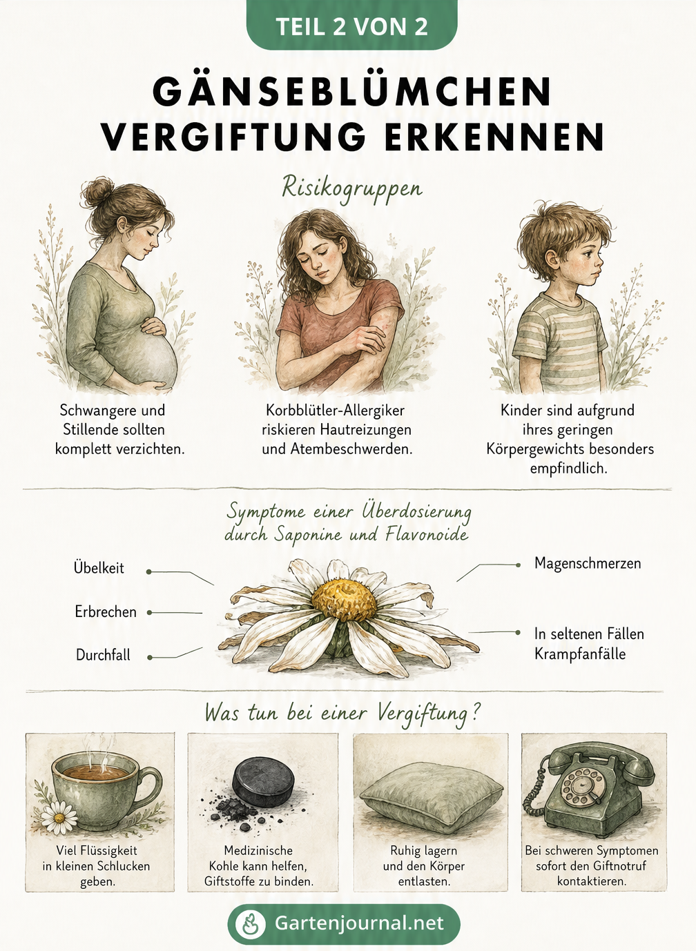 Übersicht zu Risikogruppen, Symptomen einer Gänseblümchen-Überdosierung wie Übelkeit und Magenschmerzen sowie Erste-Hilfe-Maßnahmen.
