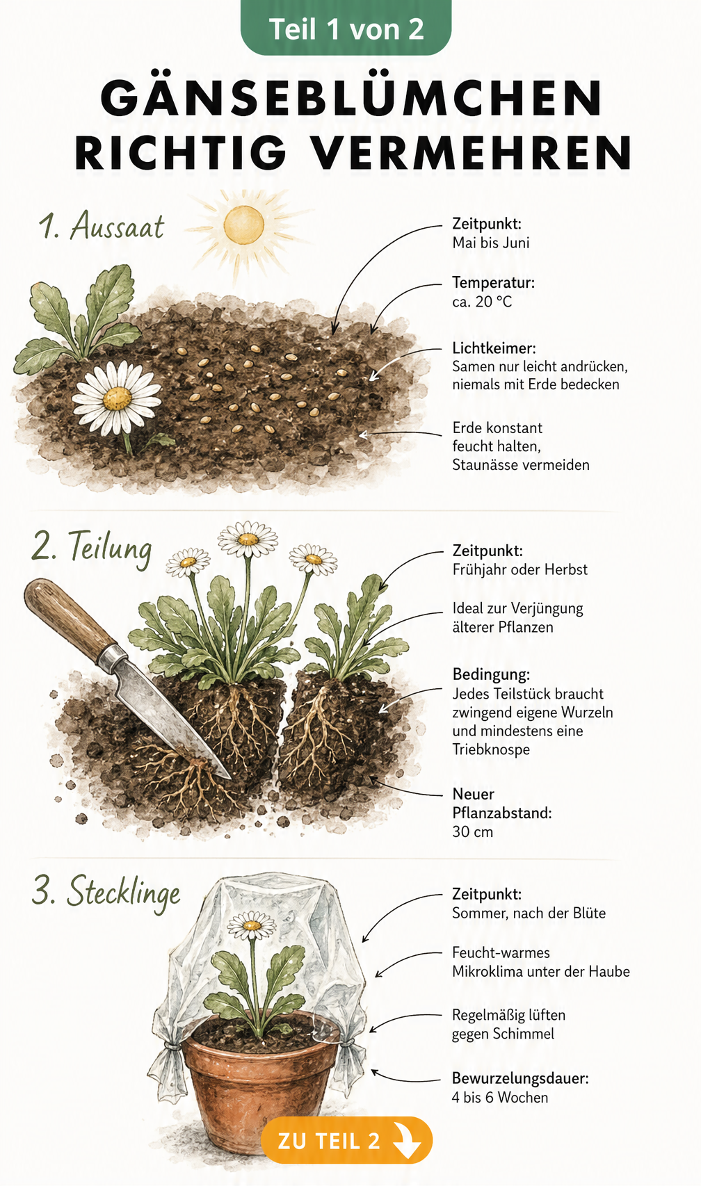 Illustration der drei Vermehrungsmethoden für Gänseblümchen: Aussaat, Teilung und Stecklinge mit kurzen Anleitungen.