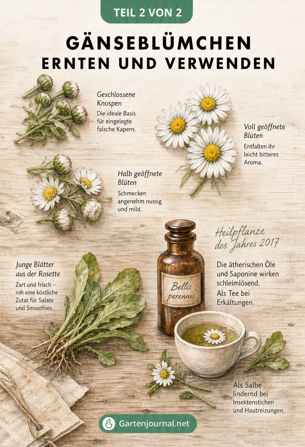 Aquarell-Illustration von Gänseblümchen-Blüten, Blättern, Tee und Salbe auf einem Holztisch