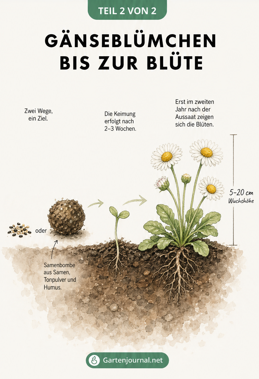 Aquarell-Grafik, die die Entwicklung eines Gänseblümchens vom Samen über den Keimling bis zur blühenden Pflanze zeigt.