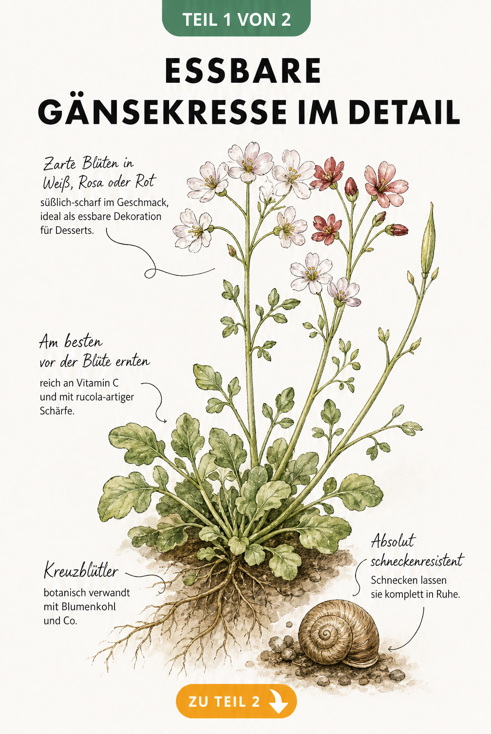 Botanische Illustration der Gänsekresse mit Blättern, Blüten und Wurzeln sowie Hinweisen zu Geschmack und Erntezeitpunkt