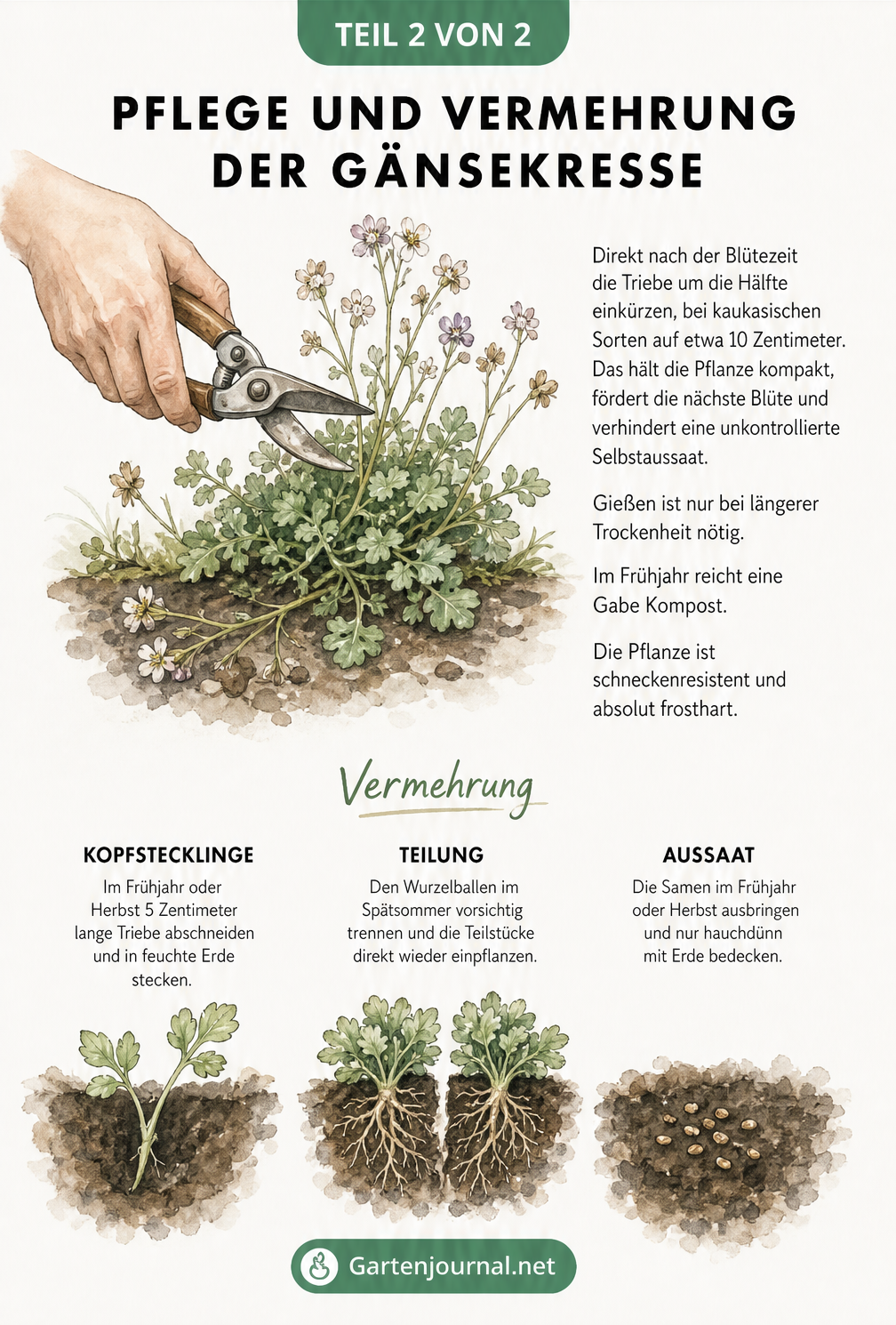 Aquarell-Illustration zur Pflege und Vermehrung der Gänsekresse durch Rückschnitt, Stecklinge, Teilung und Aussaat