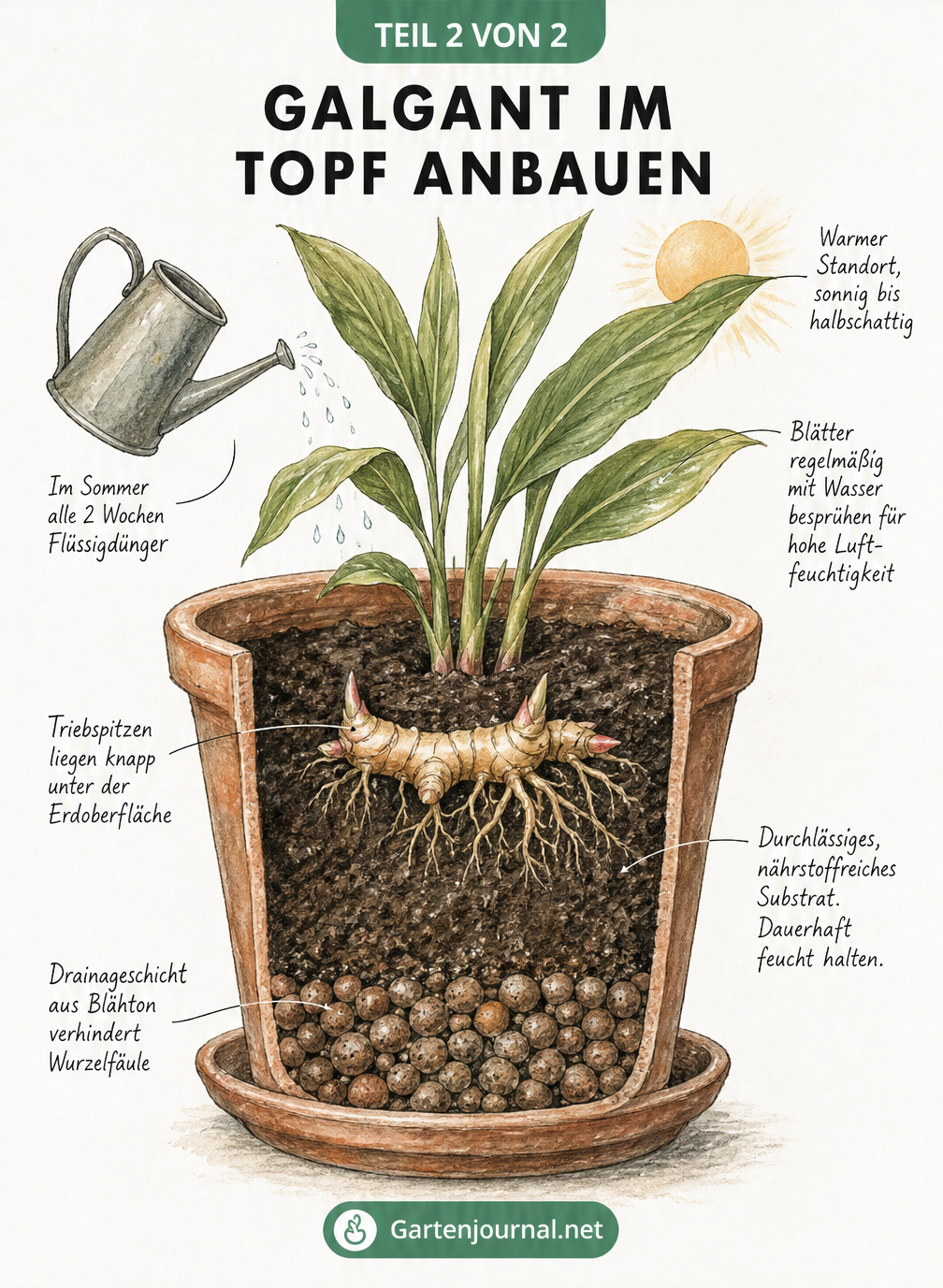 Querschnitt eines Terrakotta-Topfes mit Galgant-Pflanze, Erdschichten und Pflegehinweisen