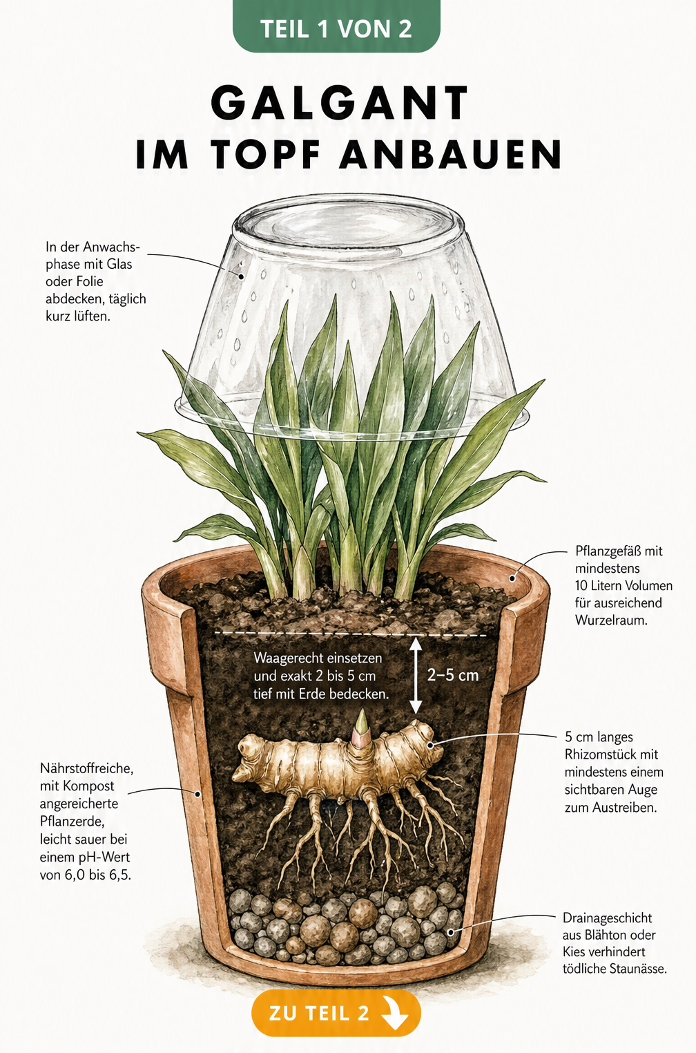 Querschnitt eines bepflanzten Terrakotta-Topfes mit Galgant-Rhizom, Erdschichten und Drainage
