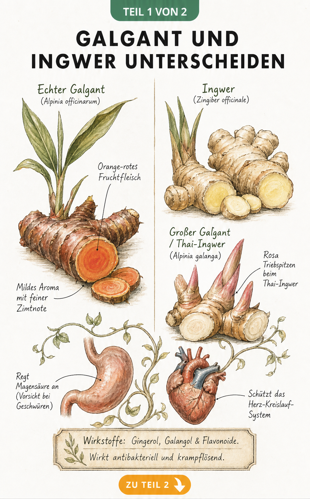 Botanische Illustration von Galgant und Ingwer im Vergleich mit aufgeschnittenen Wurzeln und Textnotizen