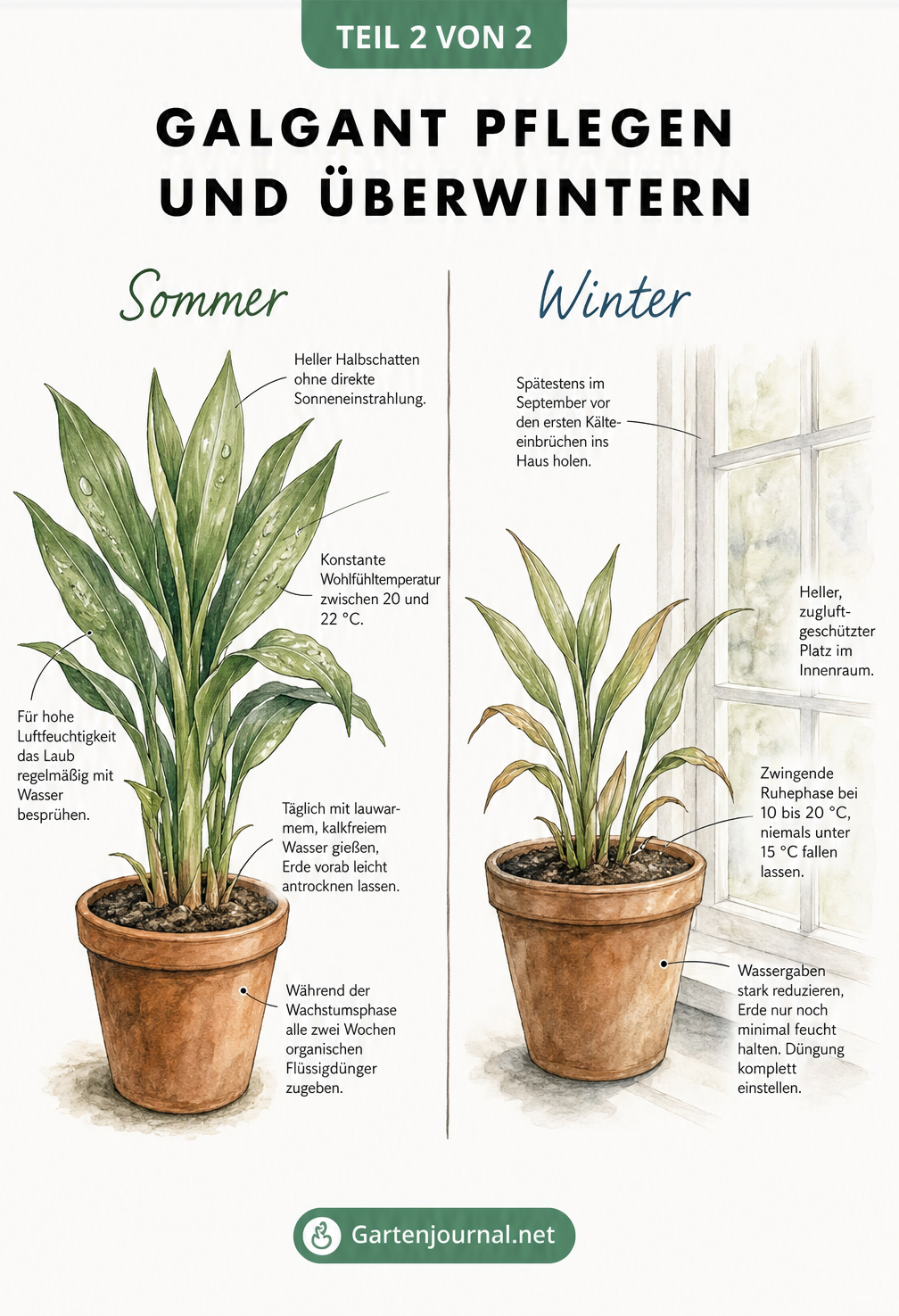 Zweiteilige Illustration zur Pflege von Galgant im Sommer und zur Überwinterung im Haus