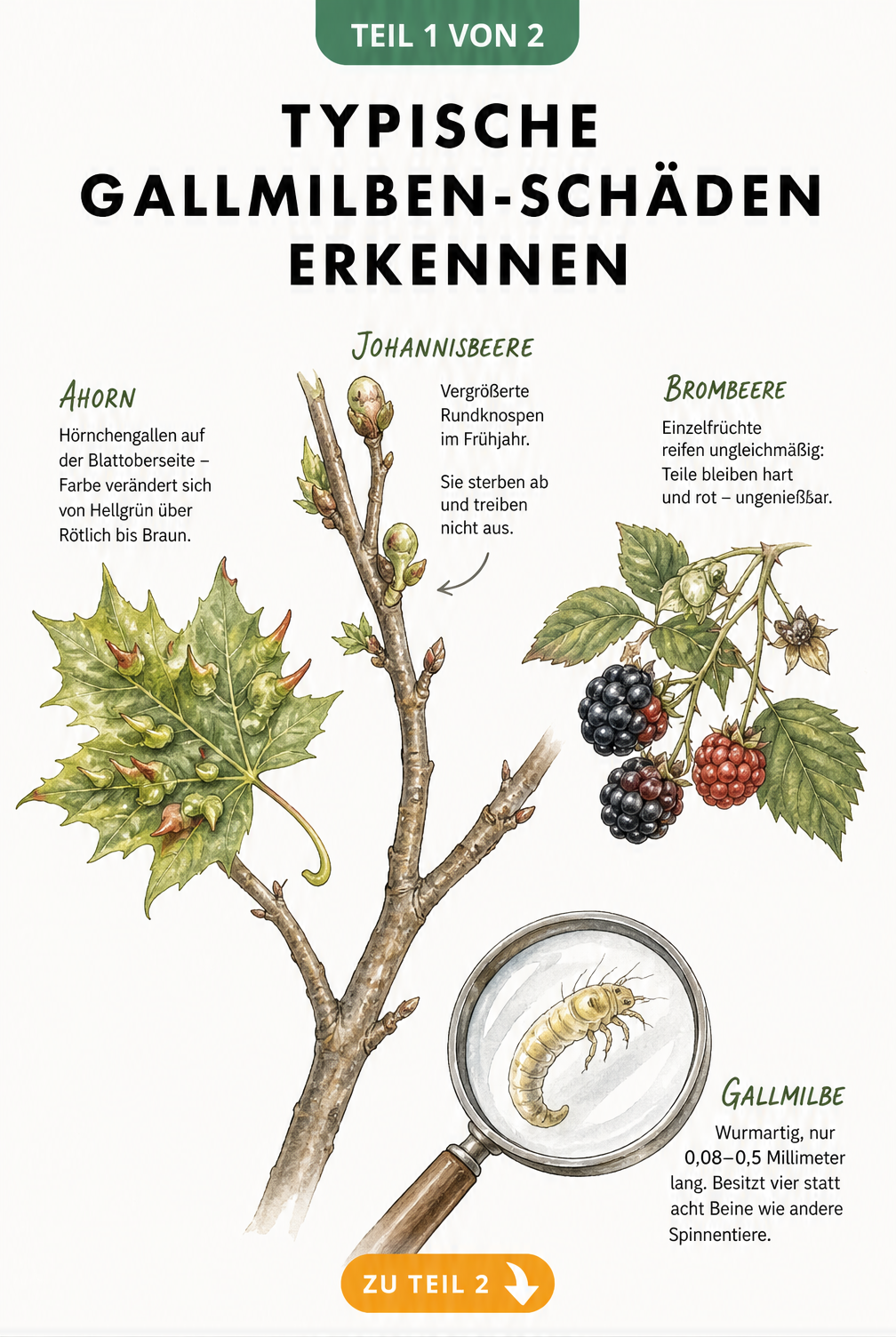 Illustration von Gallmilben-Schäden an Ahorn, Haselnuss und Brombeere sowie eine vergrößerte Darstellung der Gallmilbe
